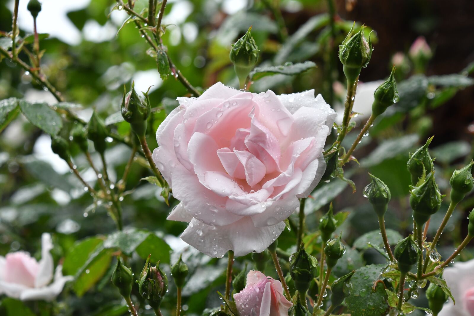 Nikon D500 sample photo. Rose, rain tokyo pink photography