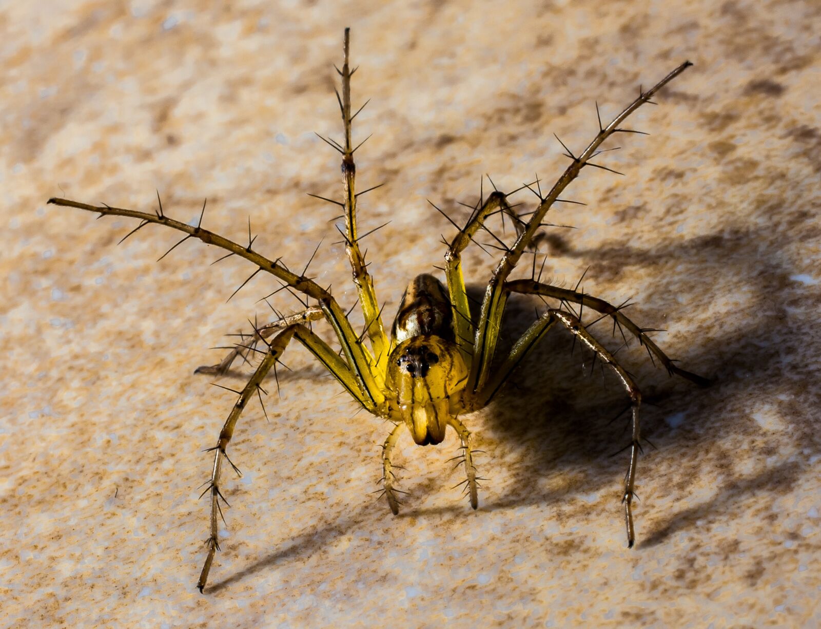 Nikon D5200 sample photo. Small spider, spider, arachnids photography