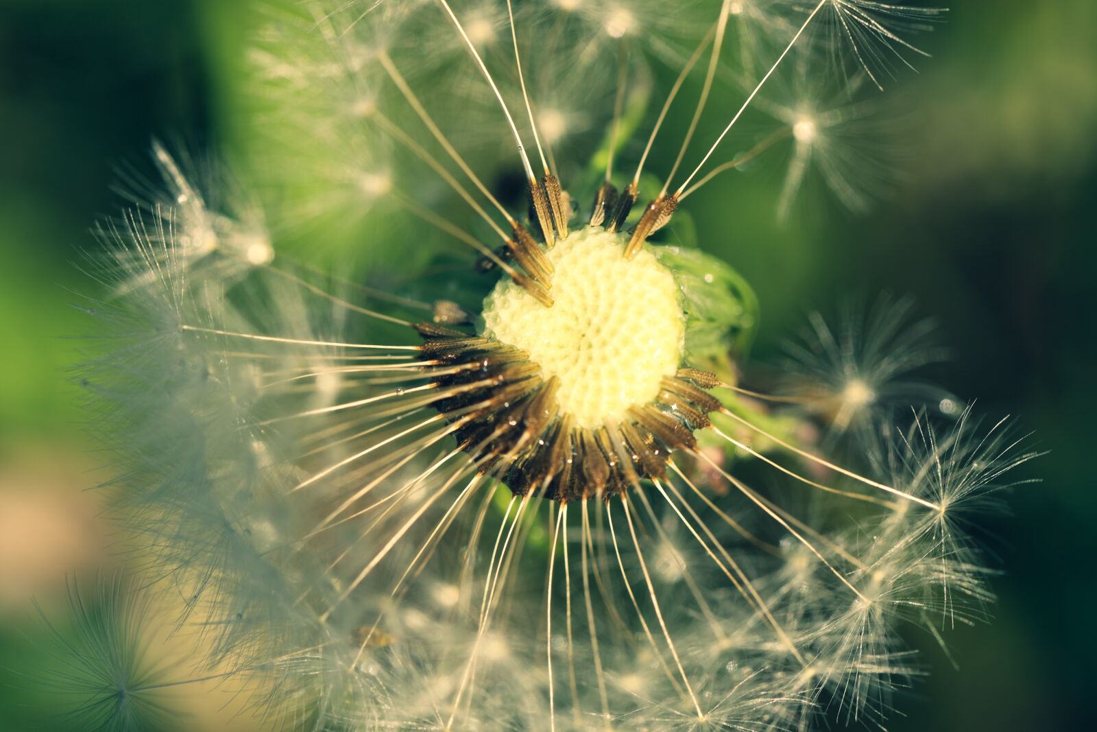 Canon EOS R sample photo. Dandelion, withered, flower photography