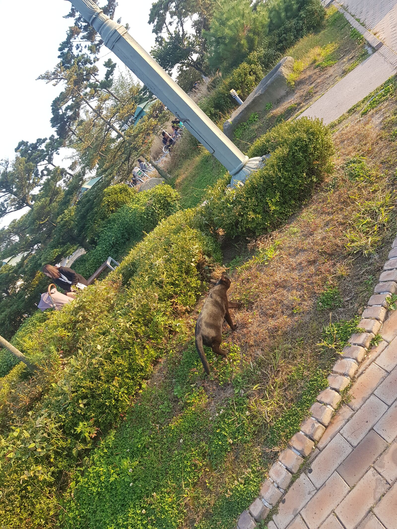 Samsung Galaxy S8 sample photo. Cat, grass, animal photography