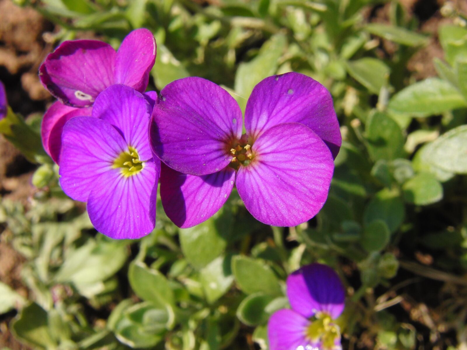 CASIO EX-FH20 sample photo. Glockenbume, flower, blossom photography