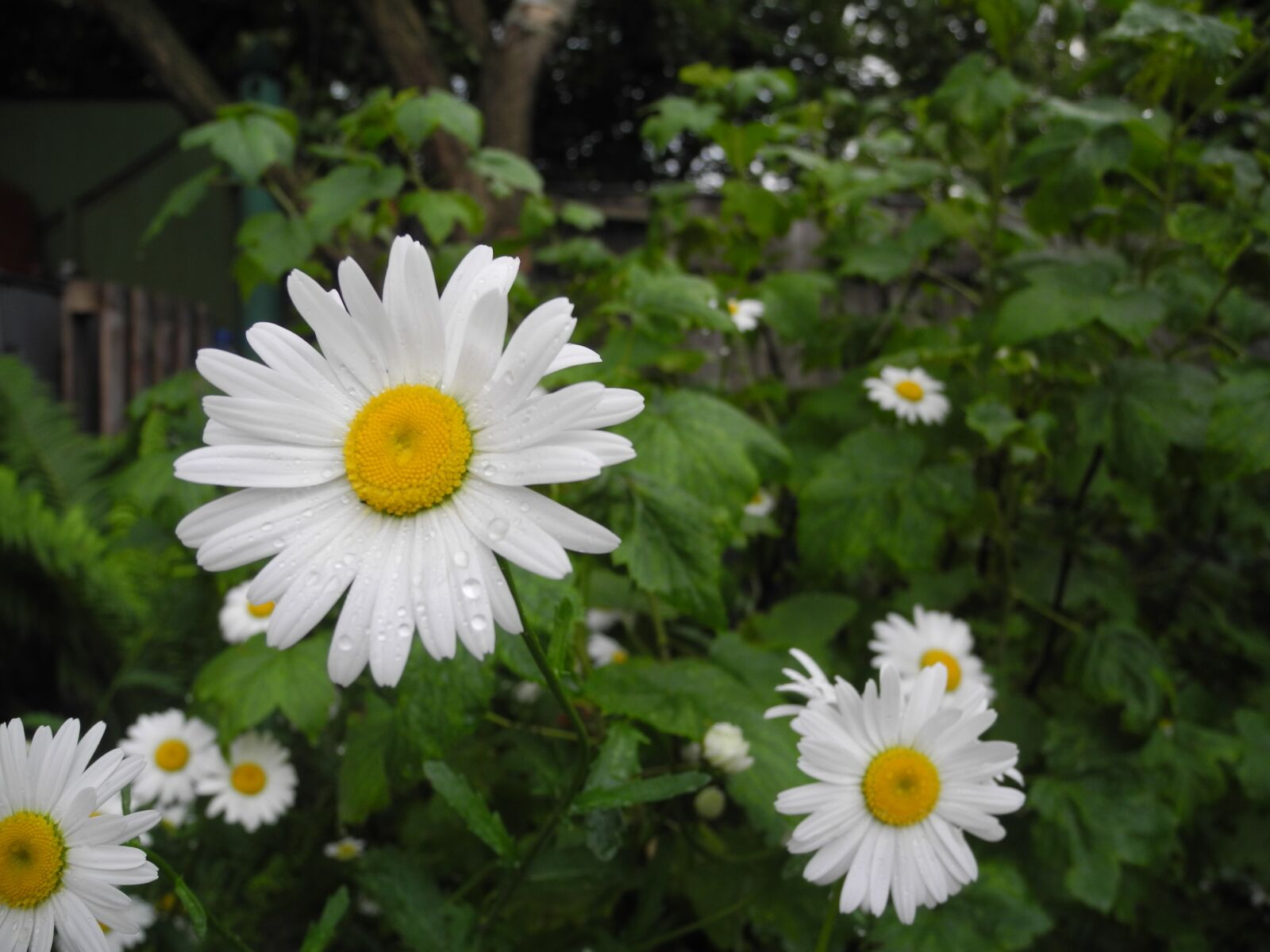 Nikon Coolpix P7100 sample photo. Daisy, flowers, summer photography