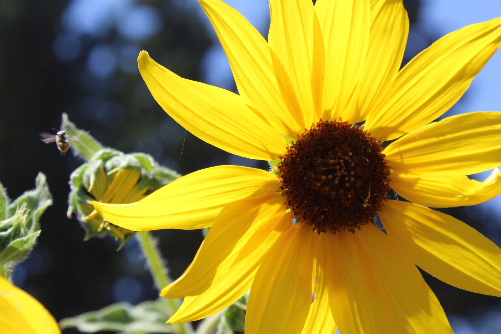 Canon EOS 1300D (EOS Rebel T6 / EOS Kiss X80) sample photo. Sunflower, wild, outside photography