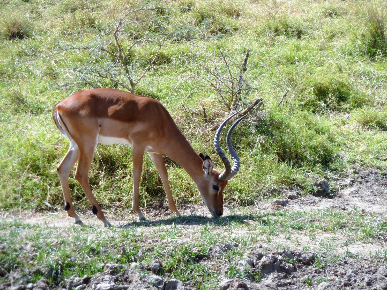 Panasonic Lumix DMC-ZS5 (Lumix DMC-TZ8) sample photo. Goat, horn, browser photography