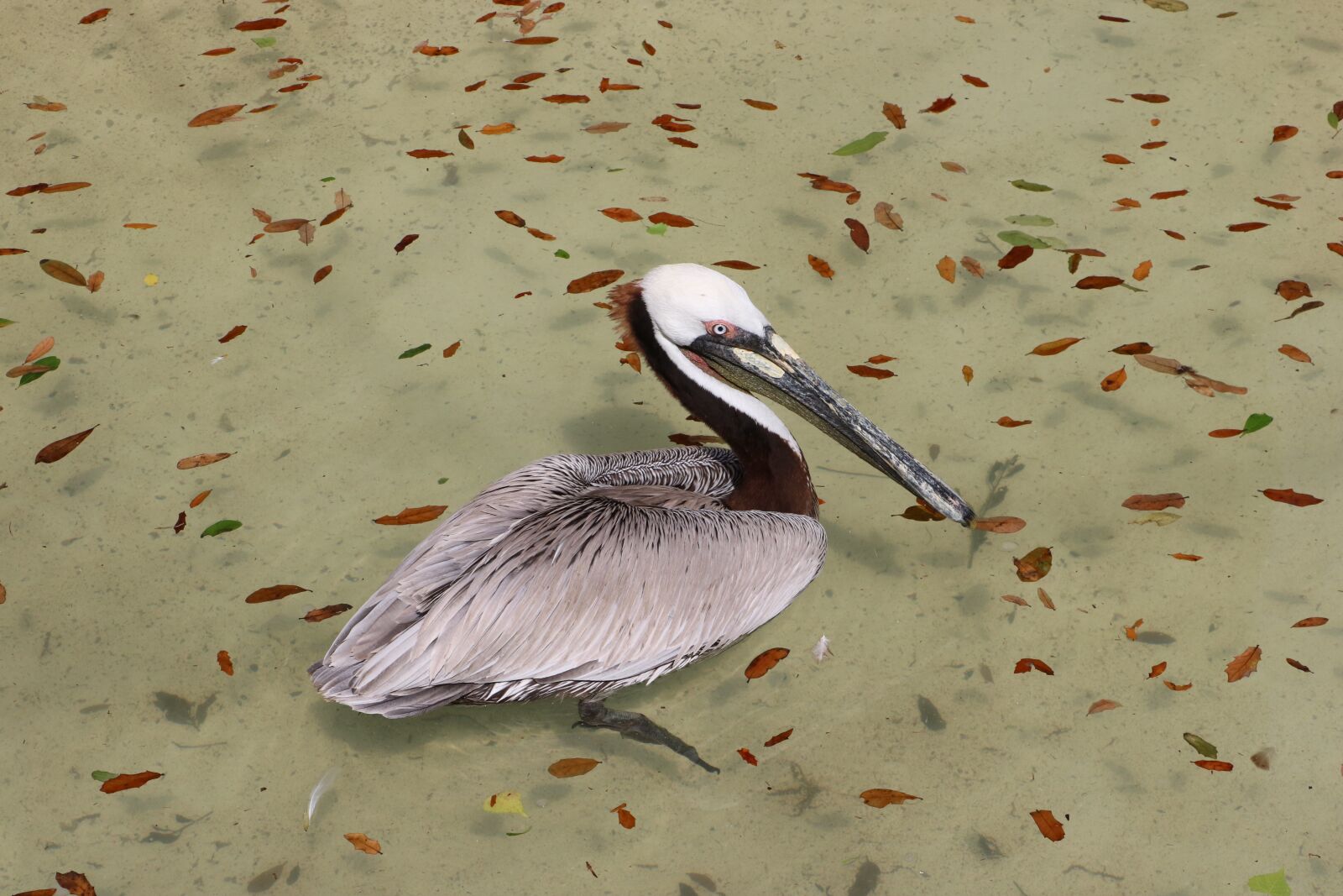Canon EOS 760D (EOS Rebel T6s / EOS 8000D) sample photo. Nature, pelican, bird photography