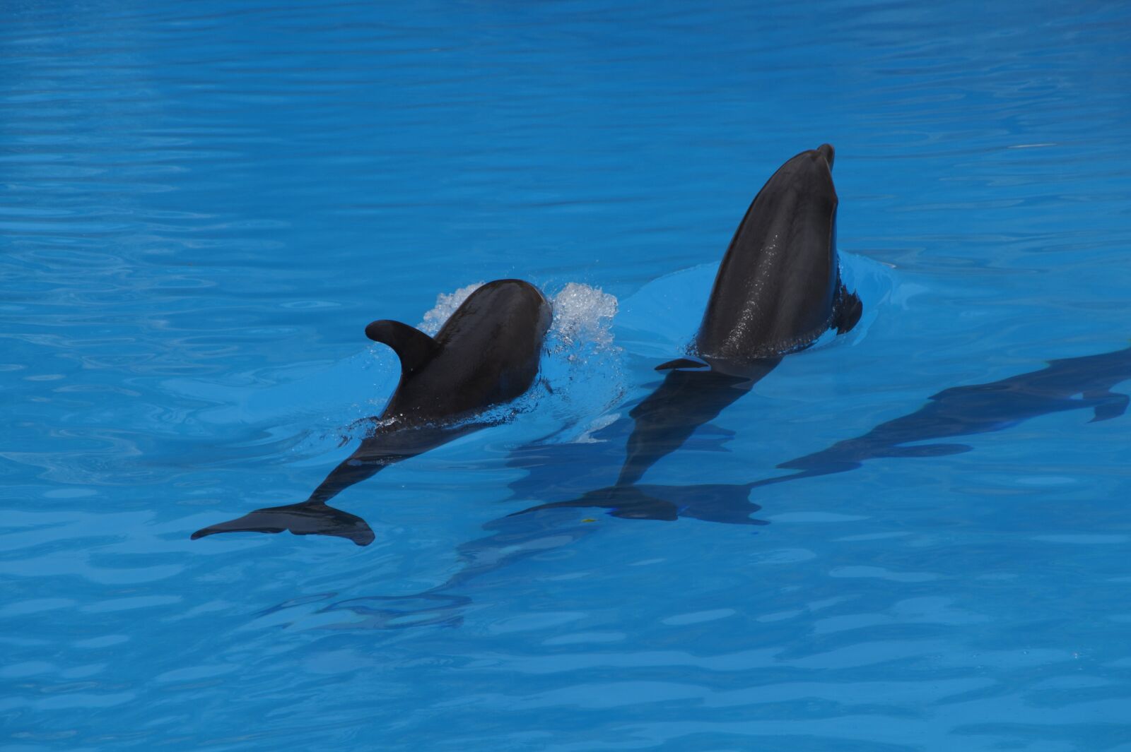Sony SLT-A58 sample photo. Dolphins, swim, dolphin photography