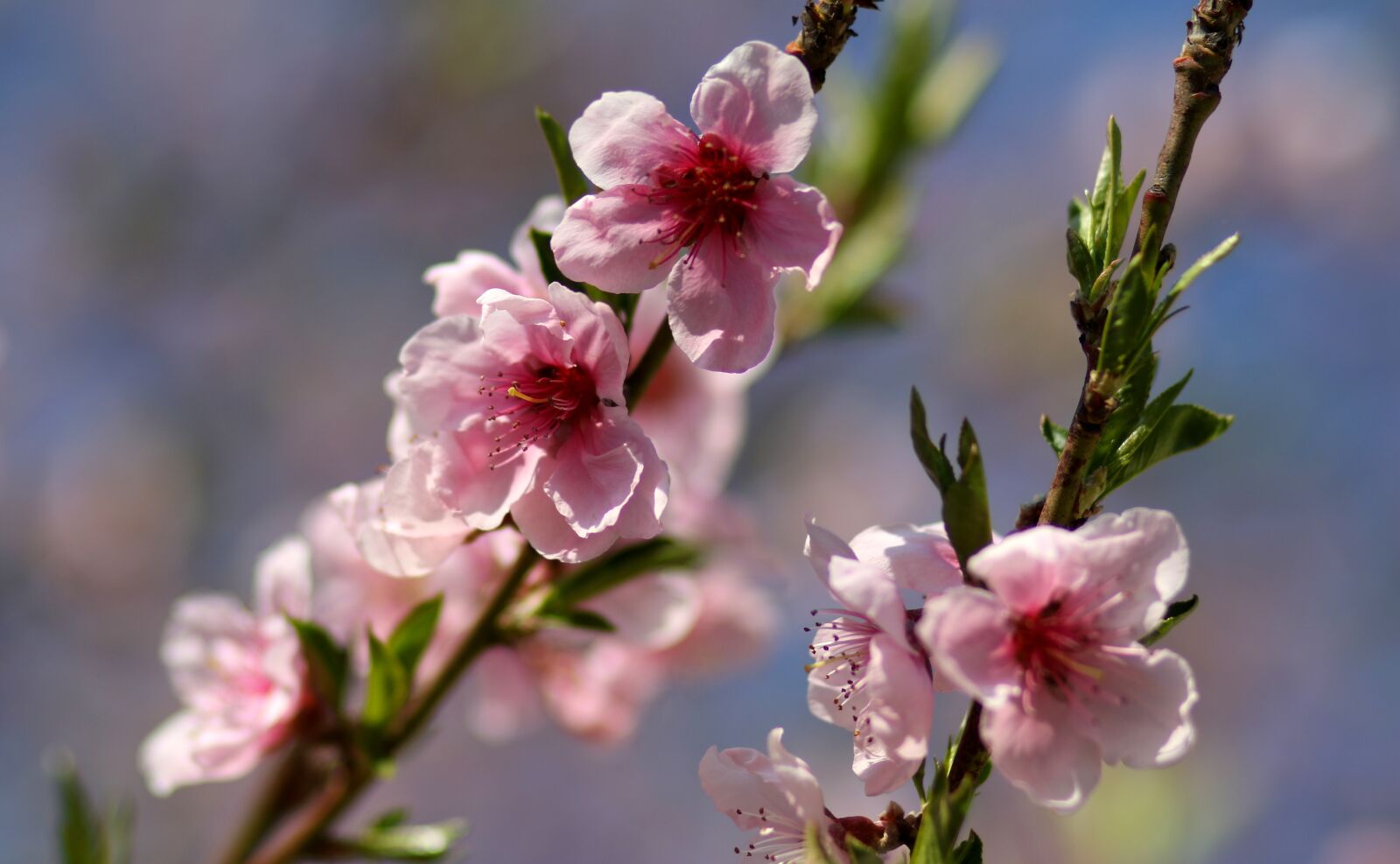 Canon EF 85mm F1.8 USM sample photo. Flowers, pink, casey photography