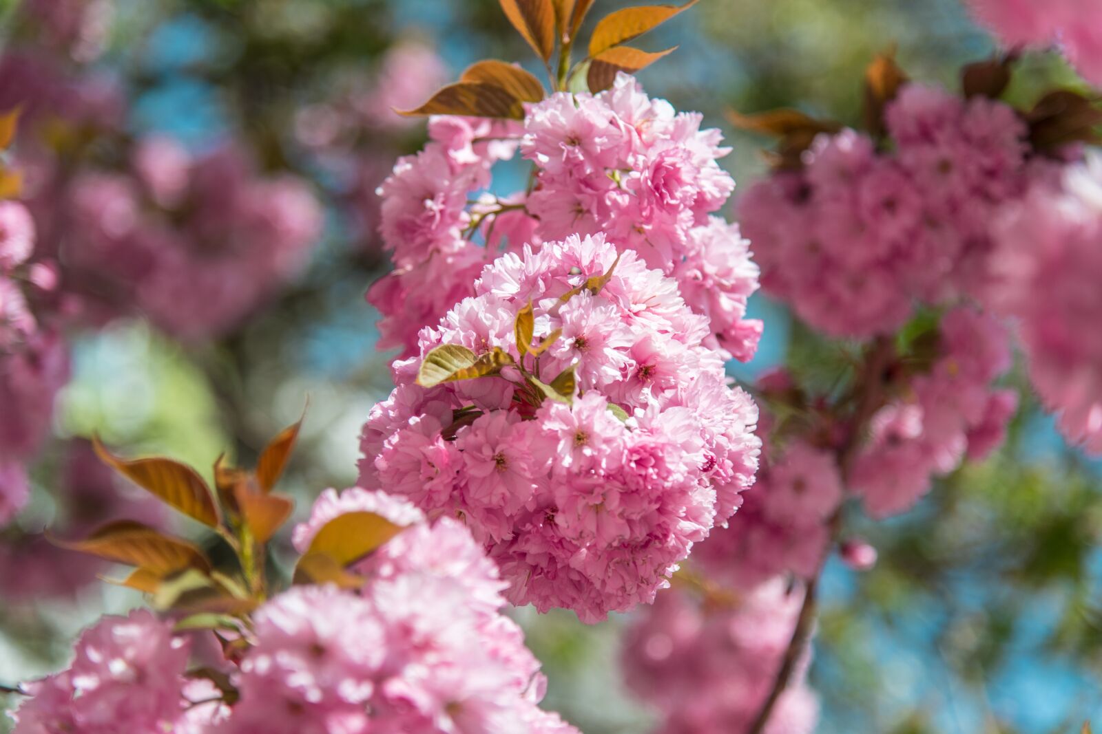 Nikon D850 sample photo. Pink, flower, tree photography