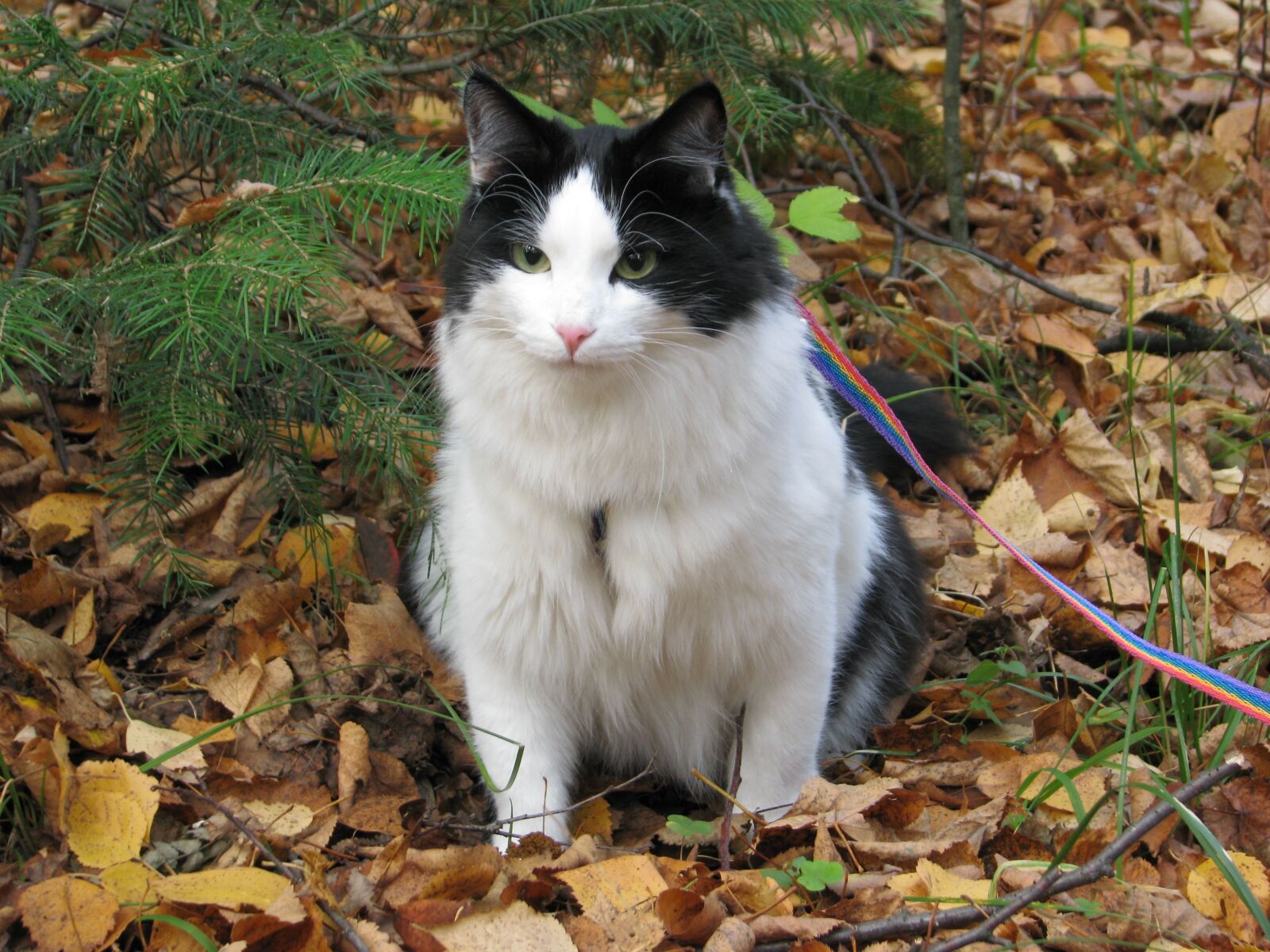 Canon POWERSHOT S5 IS sample photo. Cat, forest, stroll photography