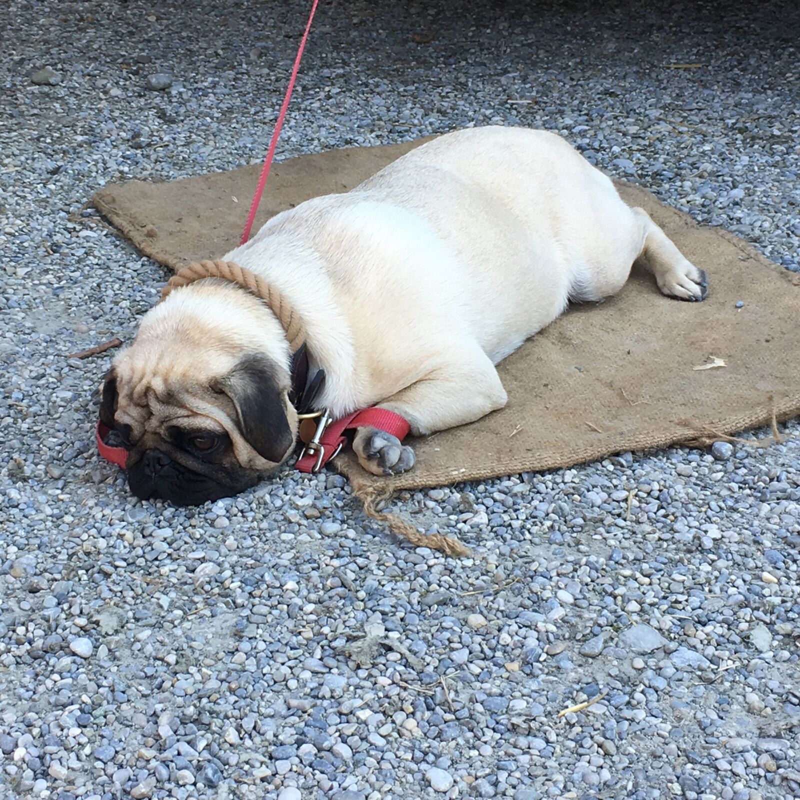 iPhone SE back camera 4.15mm f/2.2 sample photo. Pug, dog, tired photography