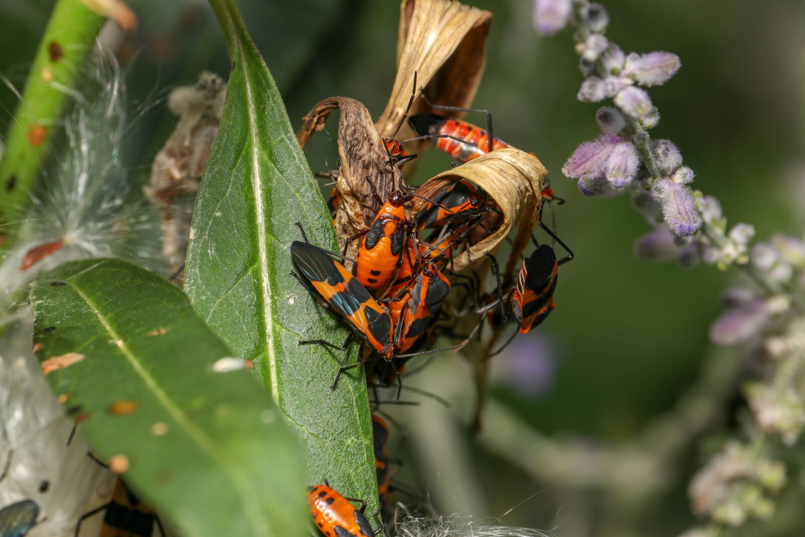 Canon EF-S 55-250mm F4-5.6 IS STM sample photo. Bugs, insects, bright photography