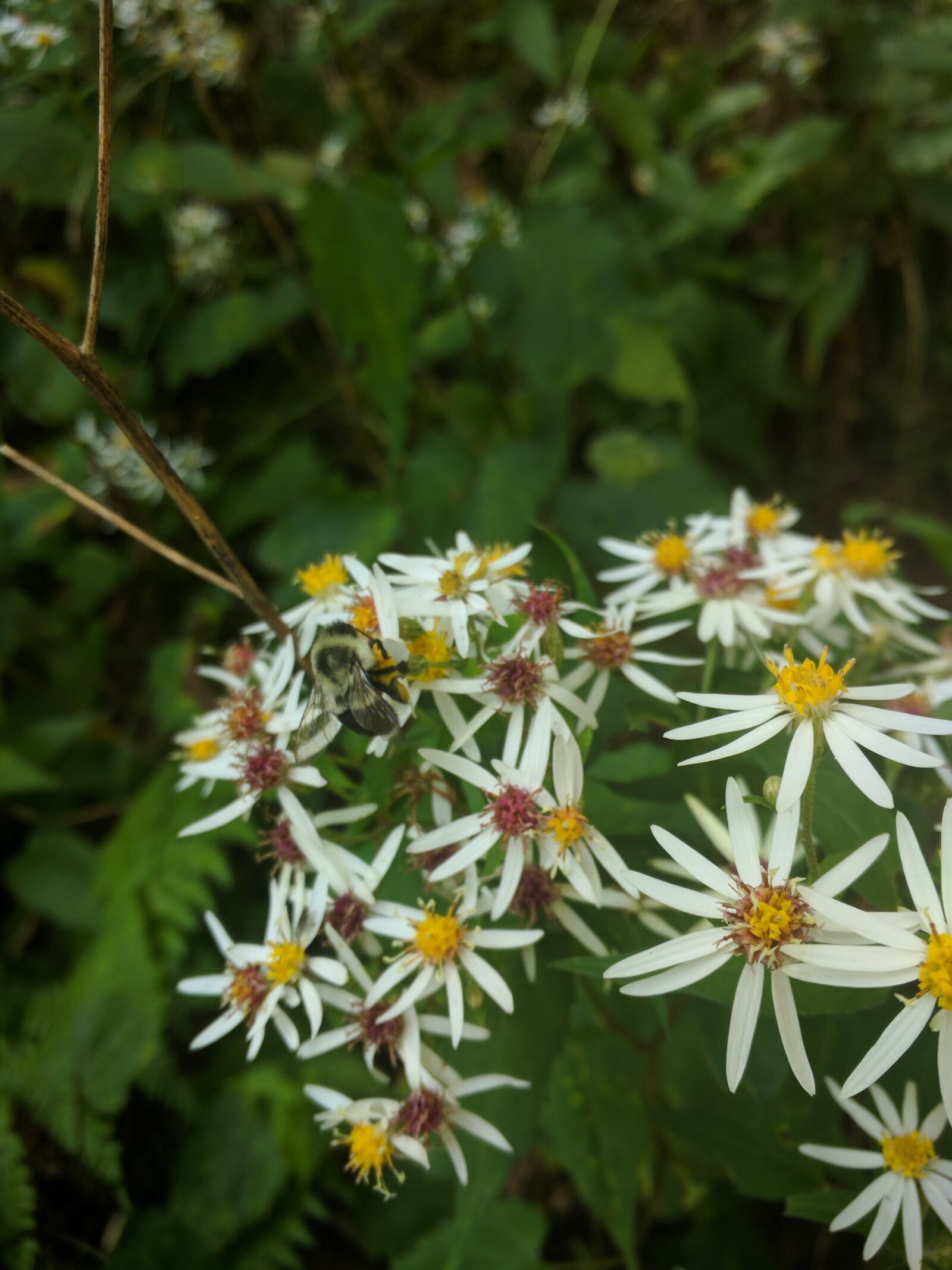 Motorola Nexus 6 sample photo. Wild flowers, nature, bee photography