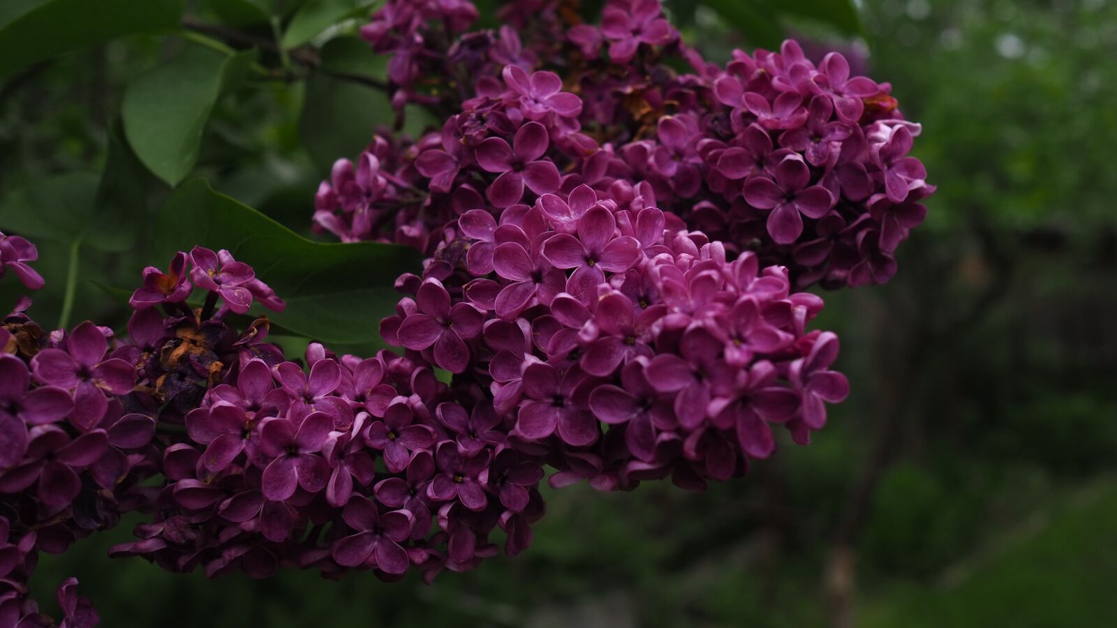 Olympus OM-D E-M10 III + Olympus M.Zuiko Digital 17mm F1.8 sample photo. Lilac, purple, flowers photography