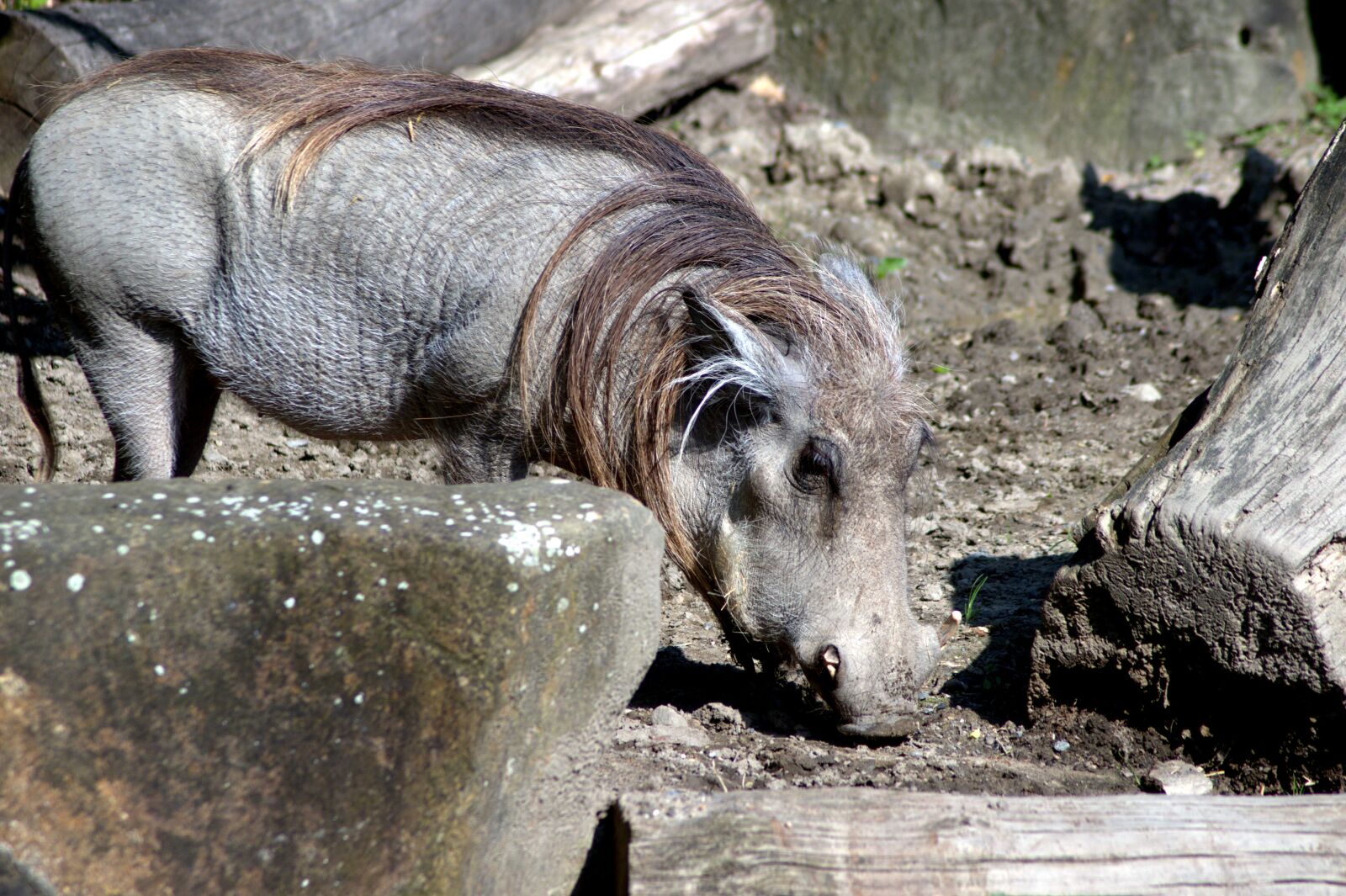Pentax K-x sample photo. Boar, pig, nature photography