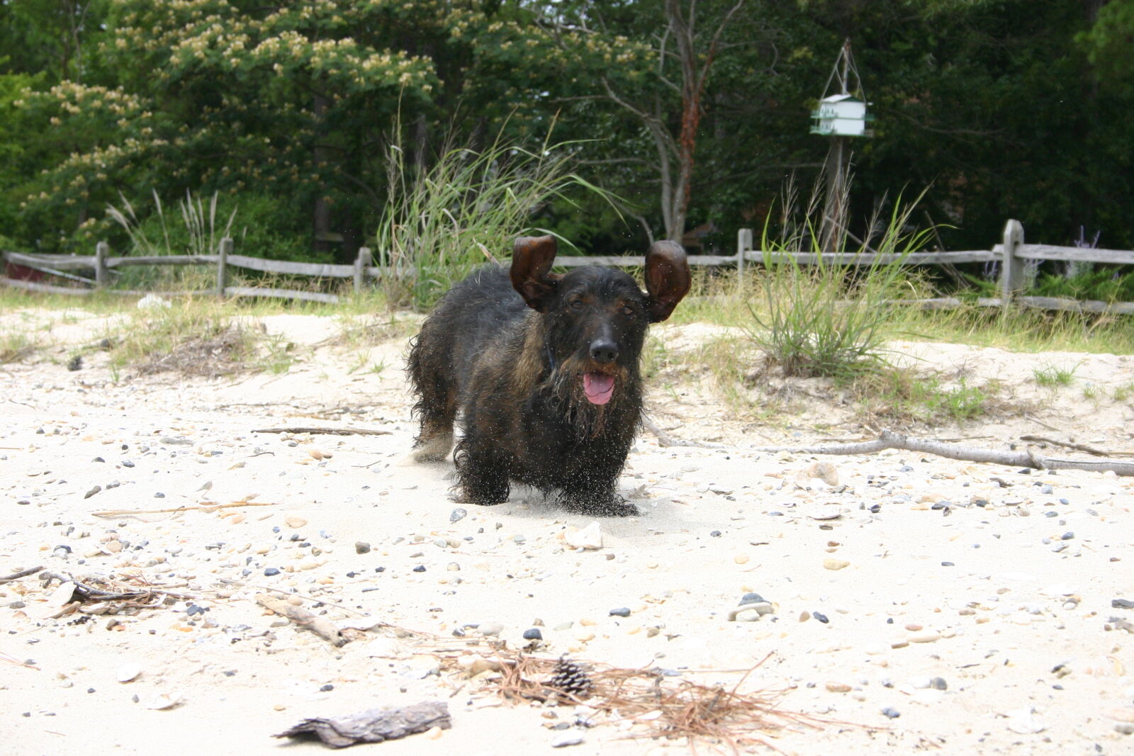 Canon EOS 300D (EOS Digital Rebel / EOS Kiss Digital) sample photo. Dog, dog, running, sand photography