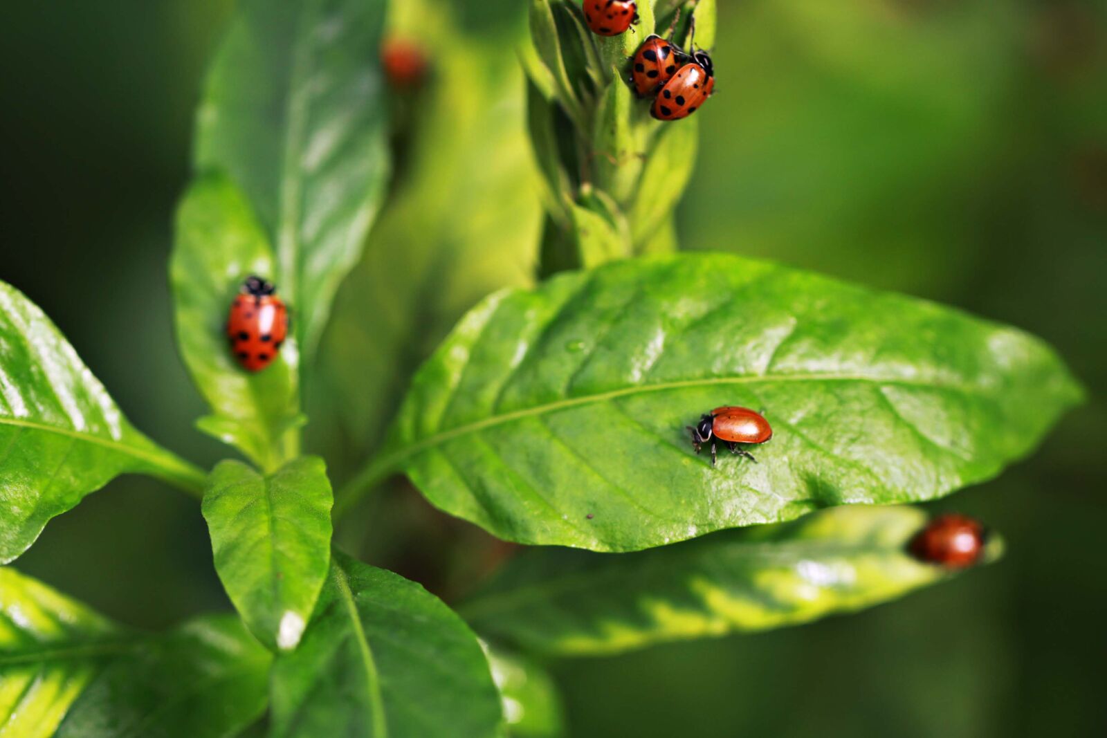 Canon EOS 50D sample photo. Leaf, nature, flora photography