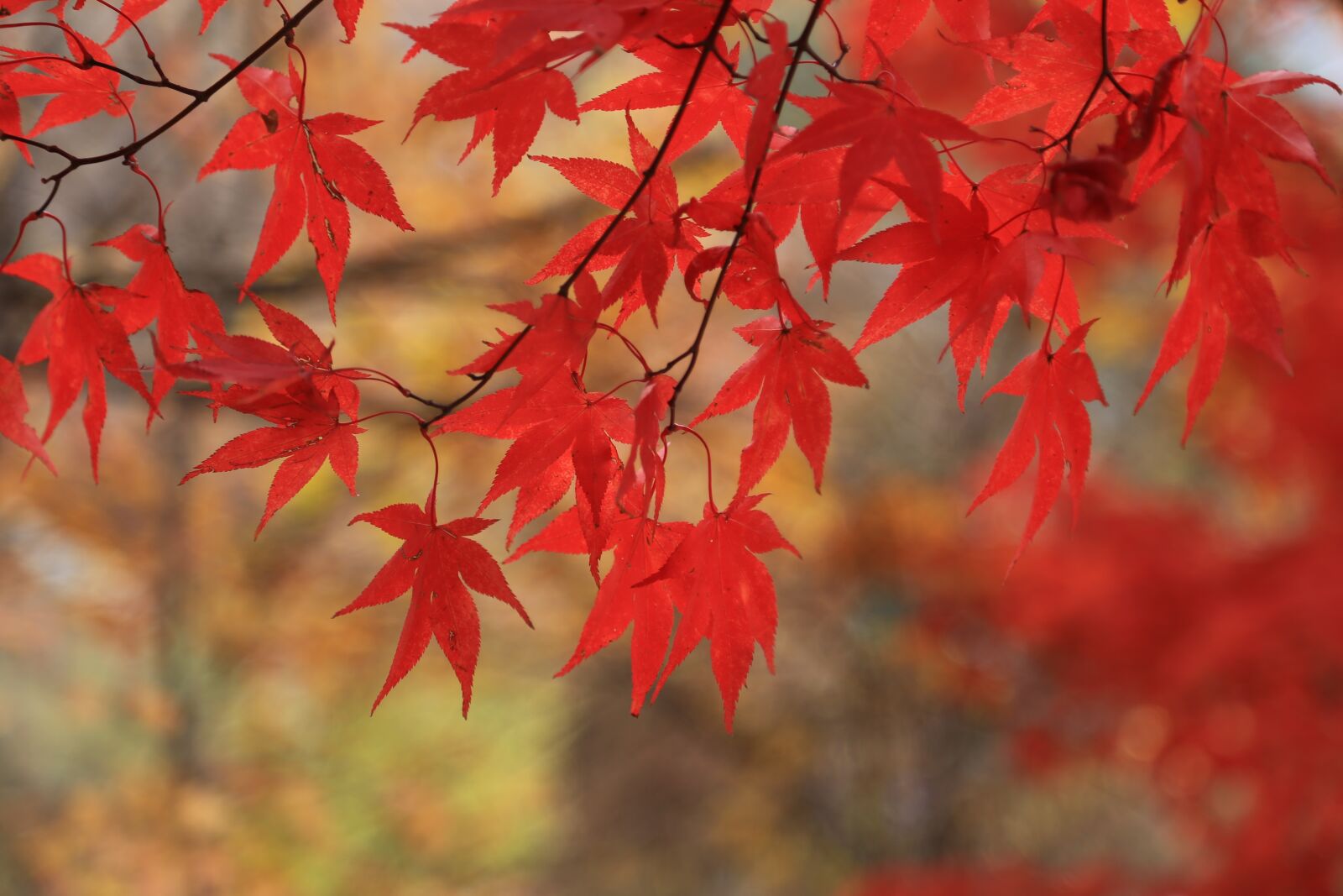 Canon EOS 6D + Canon EF 24-105mm F4L IS USM sample photo. Autumn leaves, maple leaf photography