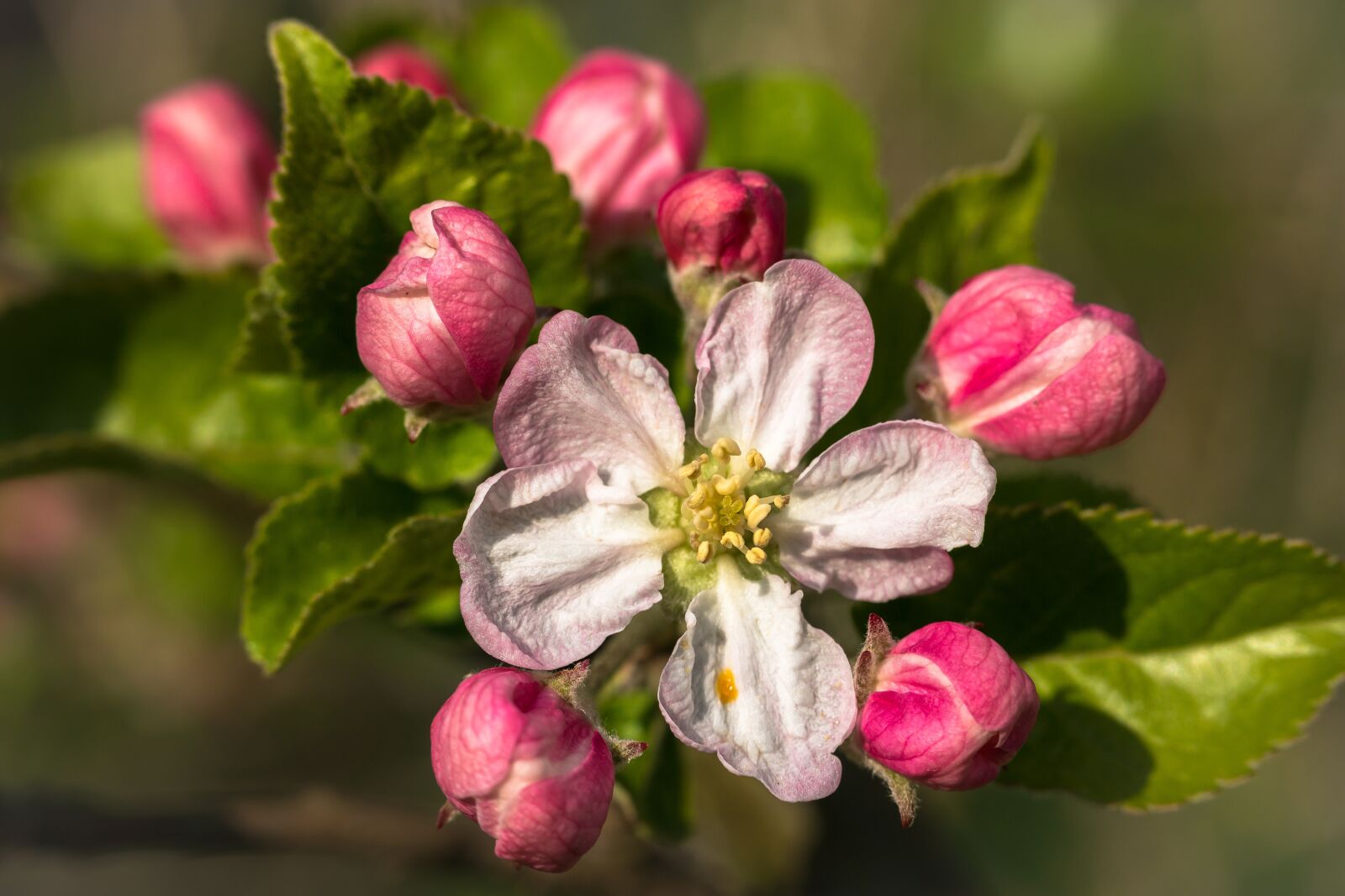 Samsung NX300M sample photo. Pistil, apple blossom, apple photography