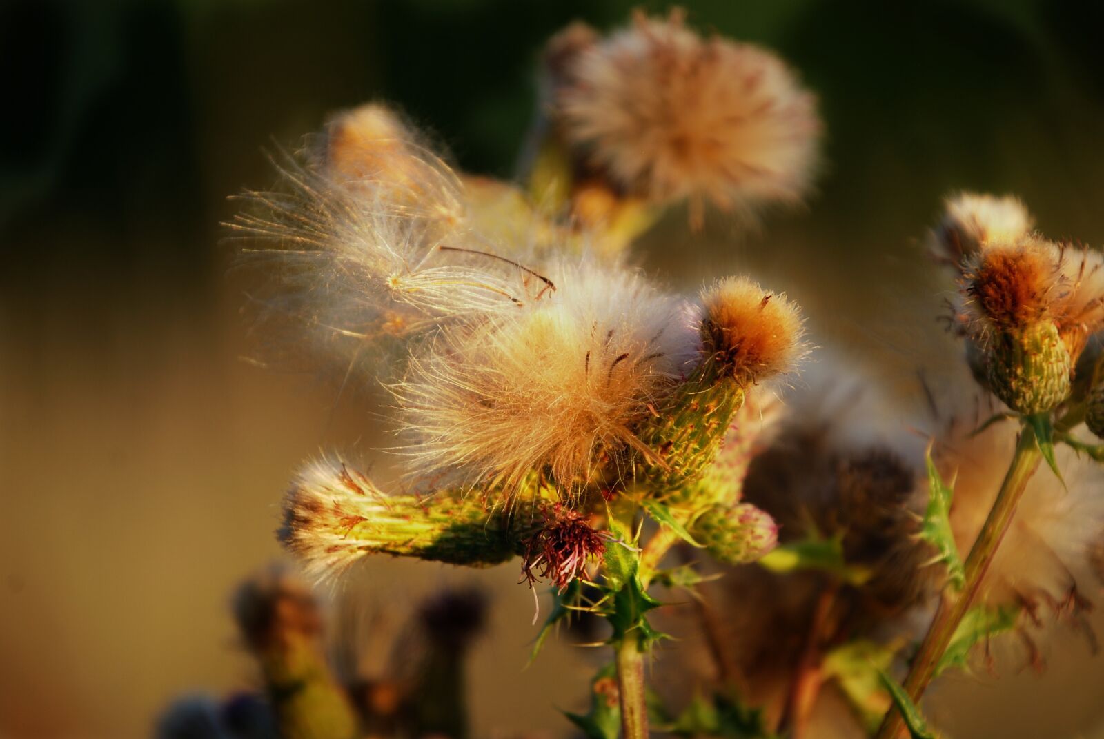 Nikon D80 sample photo. Thistle, nature, plant photography