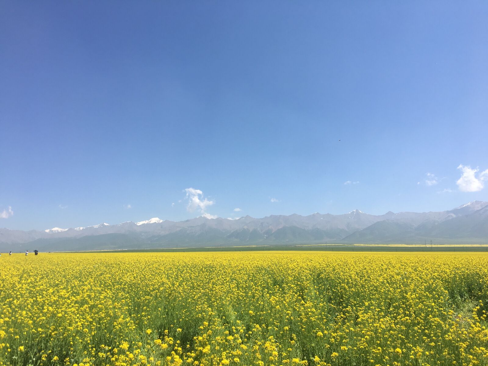 Apple iPhone 6s Plus sample photo. Source, rape, xuefeng photography