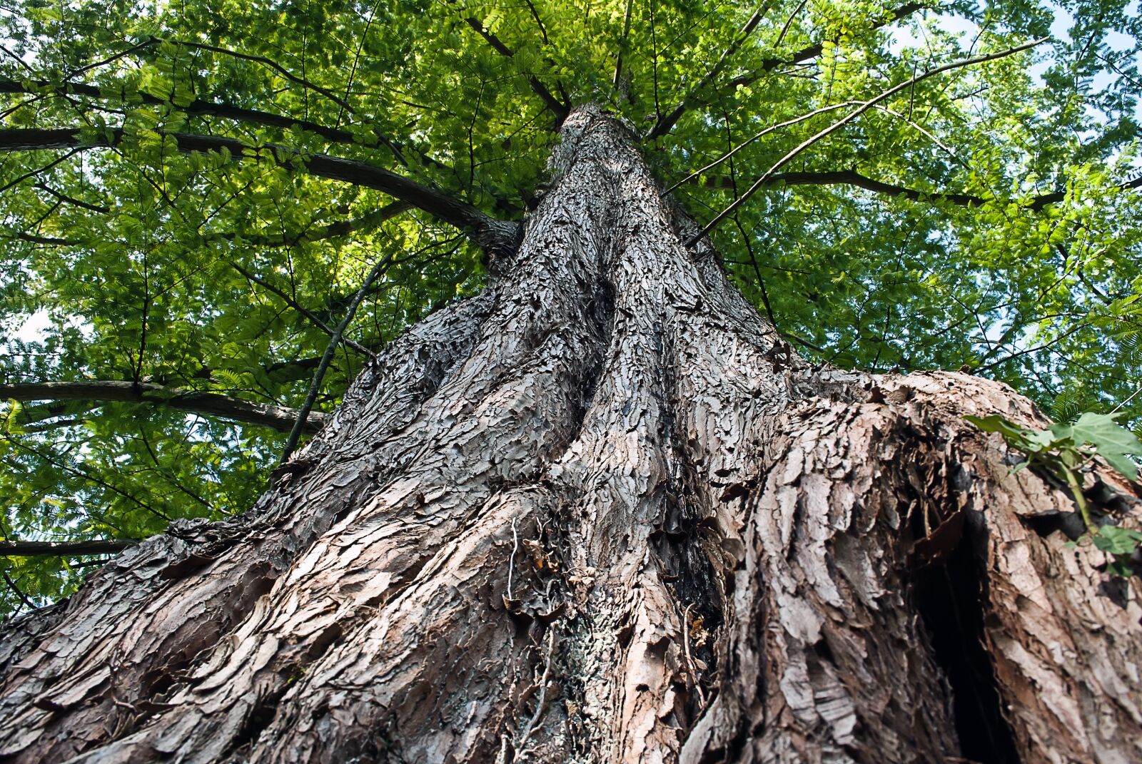Nikon D3000 sample photo. Tree, nature, wood photography