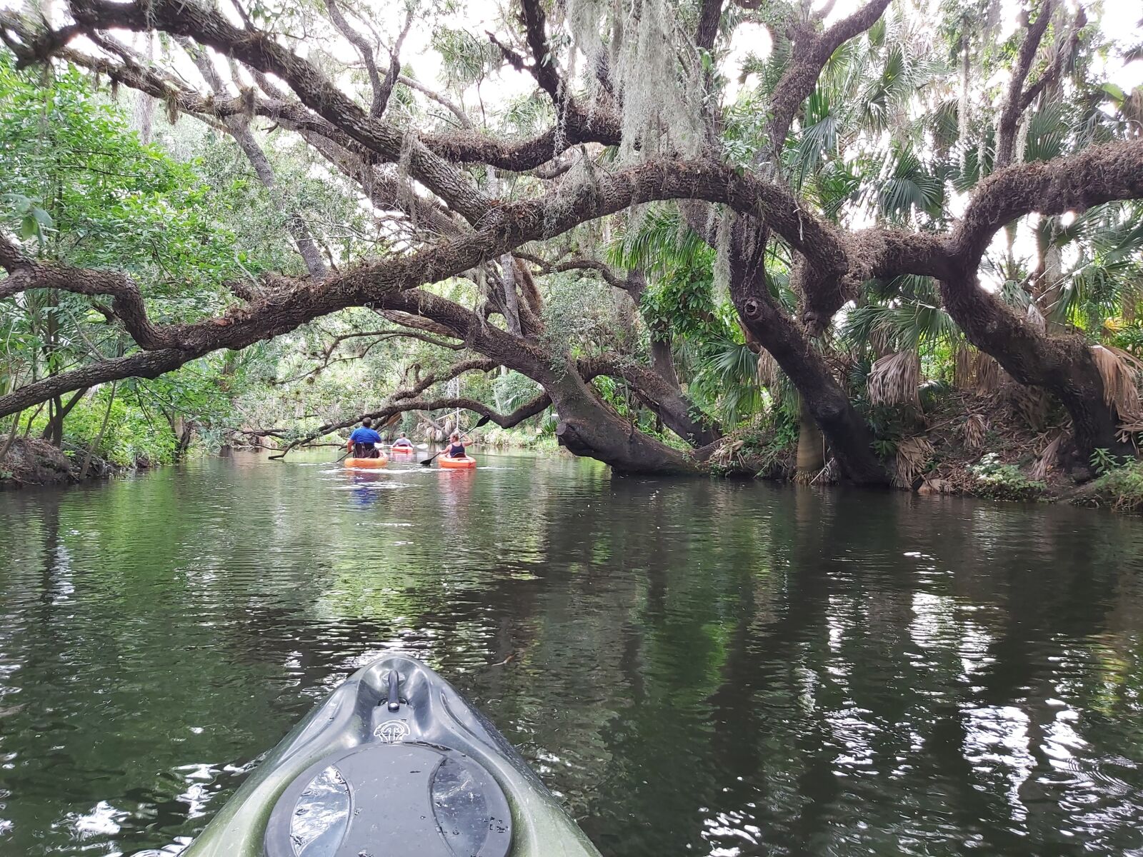 Samsung Galaxy A70 sample photo. Oak, tree, kayaking photography