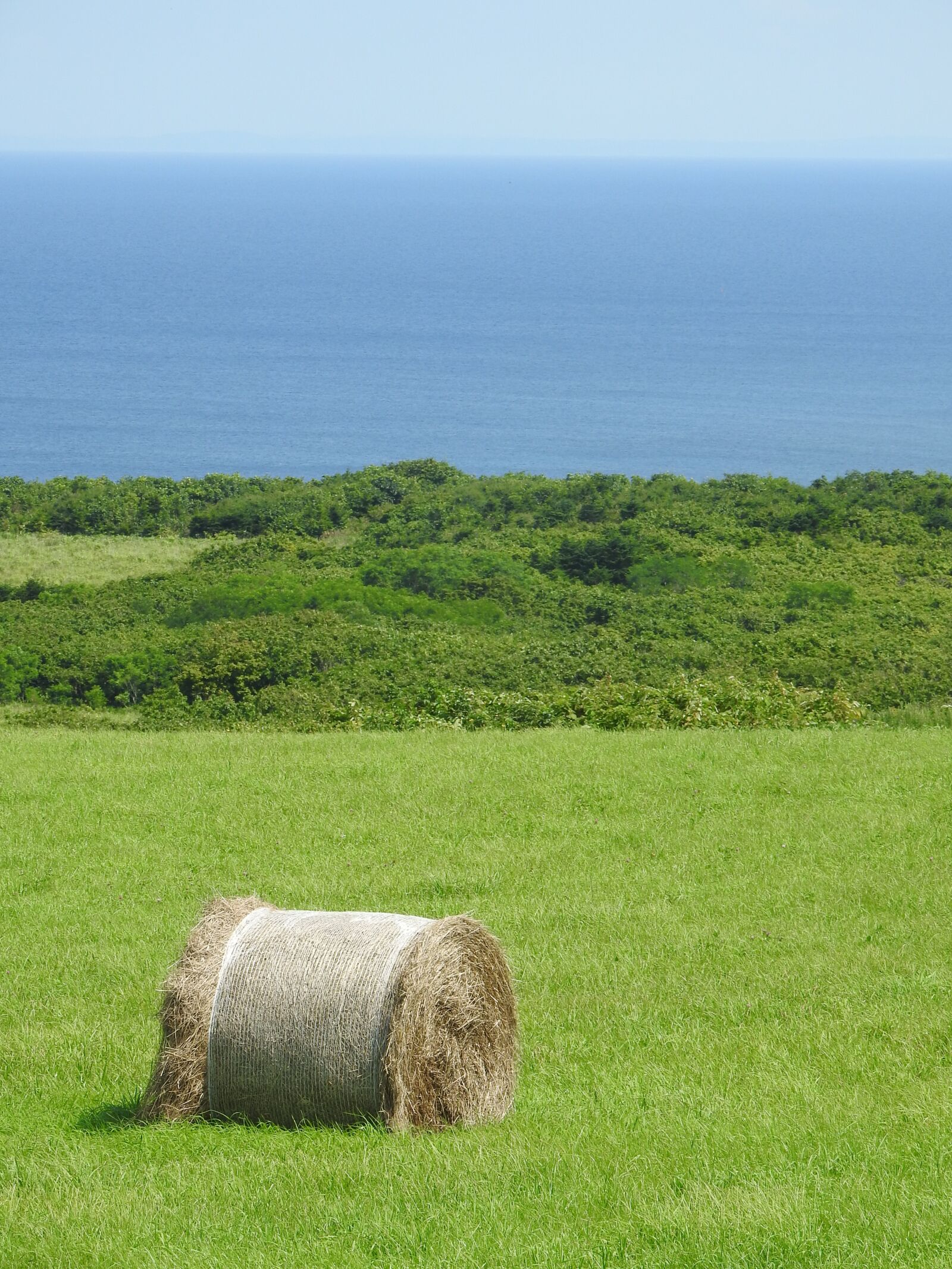 Nikon Coolpix P900 sample photo. Sea, grass, hokkaido photography