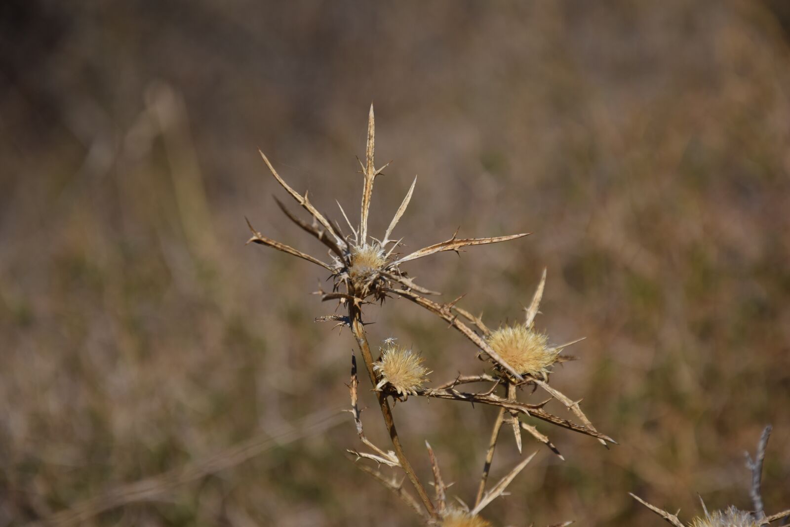 Nikon D3300 sample photo. Nature, summer, mediterranean photography