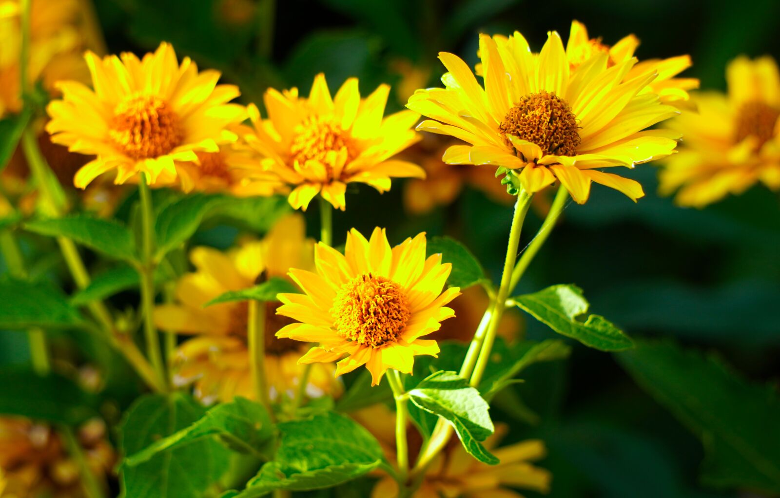 Sony E 55-210mm F4.5-6.3 OSS sample photo. Coneflower, blossom, bloom photography