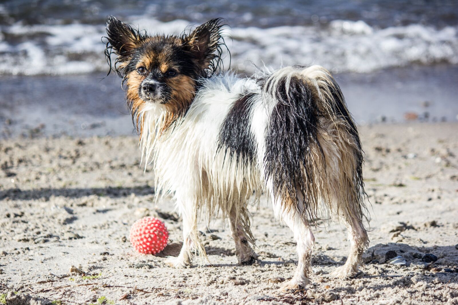 Canon EF-S 55-250mm F4-5.6 IS sample photo. Dog, pet, ball photography