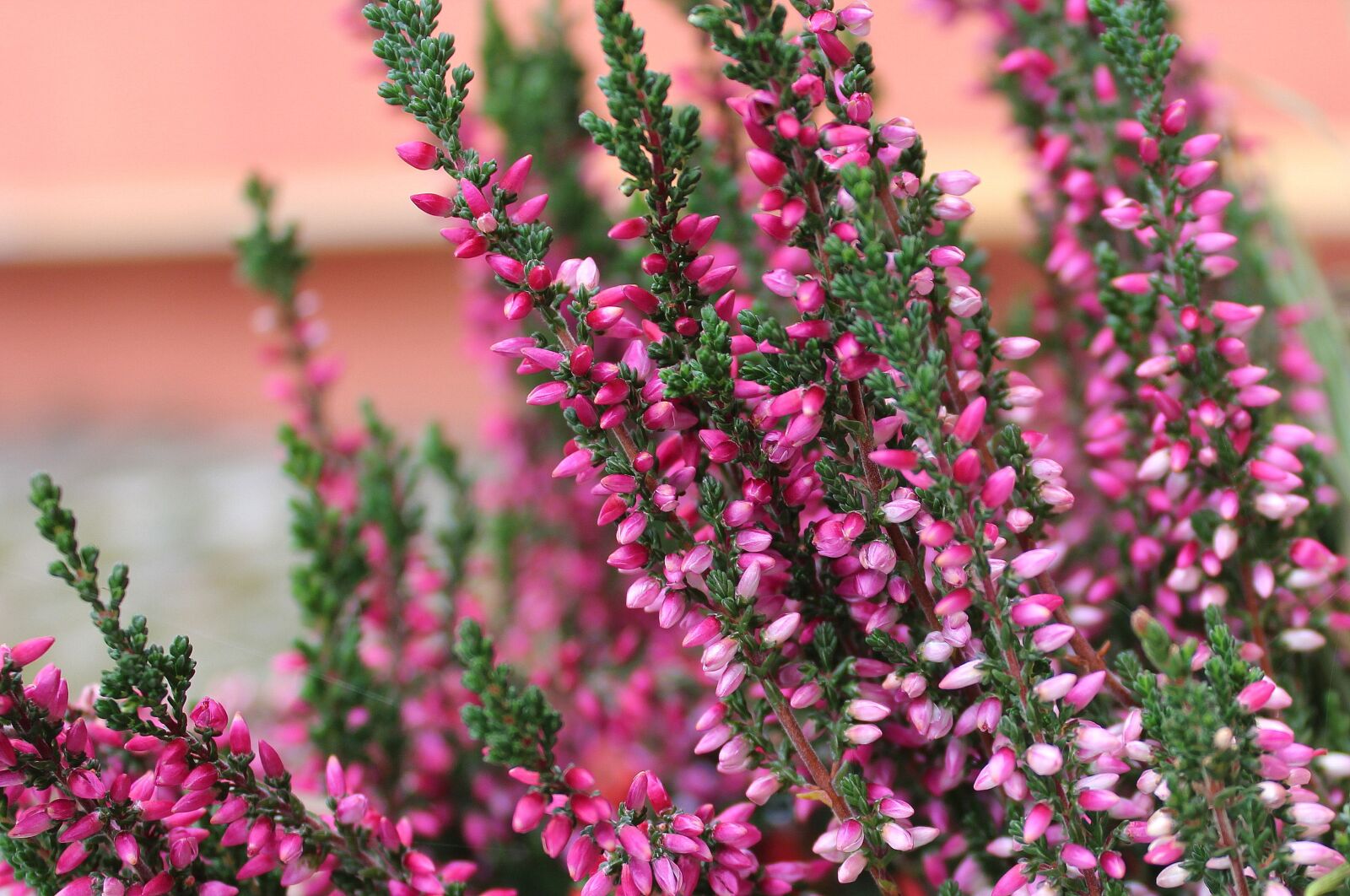 Canon EOS 1200D (EOS Rebel T5 / EOS Kiss X70 / EOS Hi) sample photo. Heather, plant, violet photography