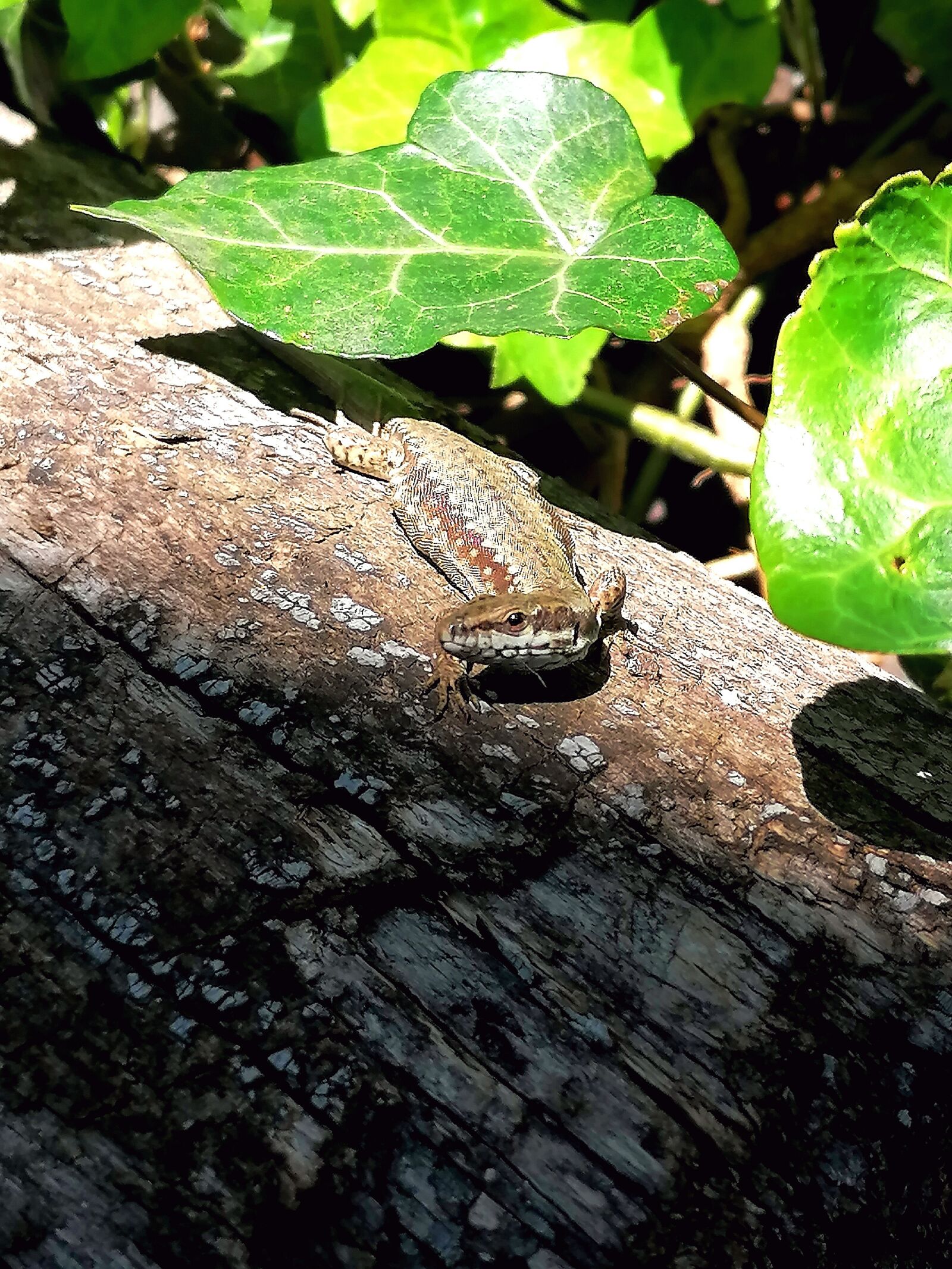 HUAWEI P30 LITE sample photo. Lizard, tree, trunk photography
