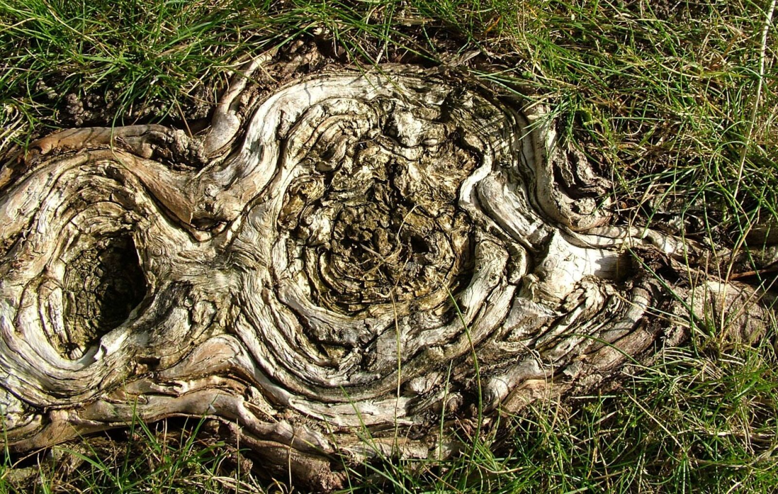 Fujifilm FinePix S7000 sample photo. Wood, tree, trunk photography