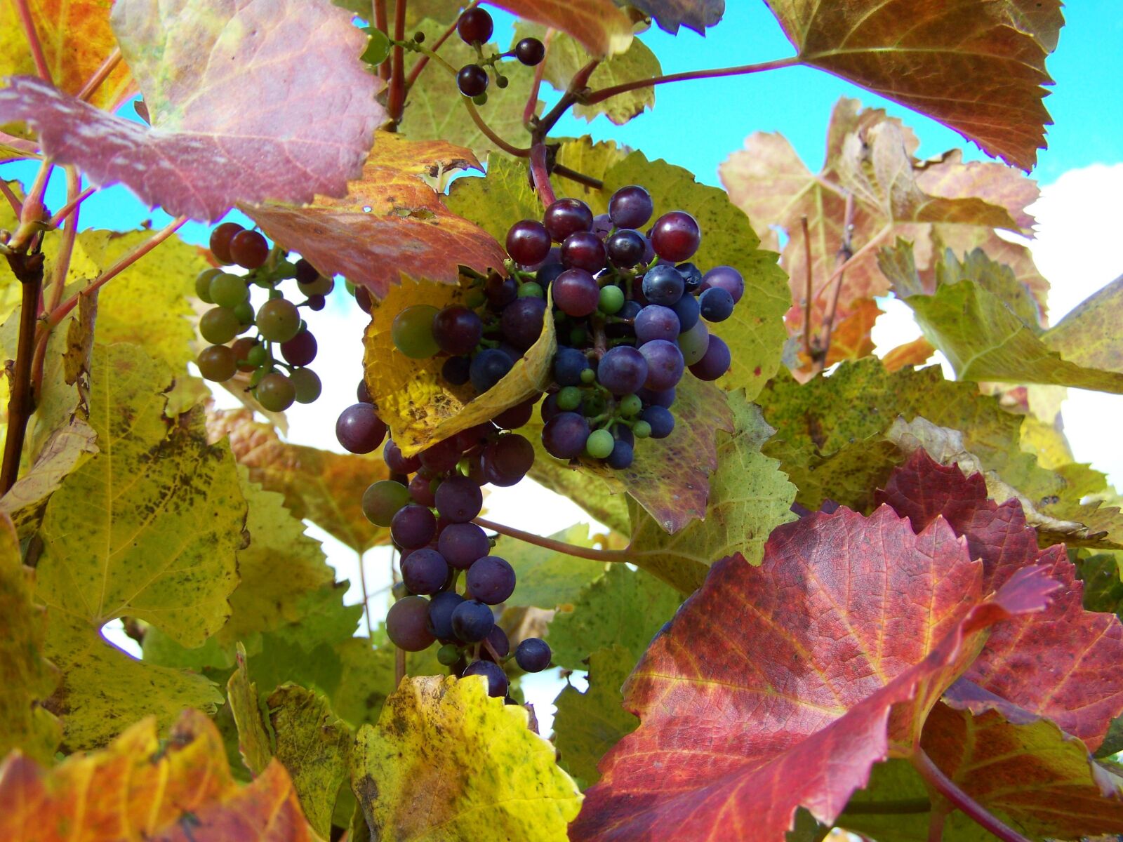 Kodak EASYSHARE ZD710 ZOOM DIGITAL CAMERA sample photo. Autumn, ripe grape, vineyard photography