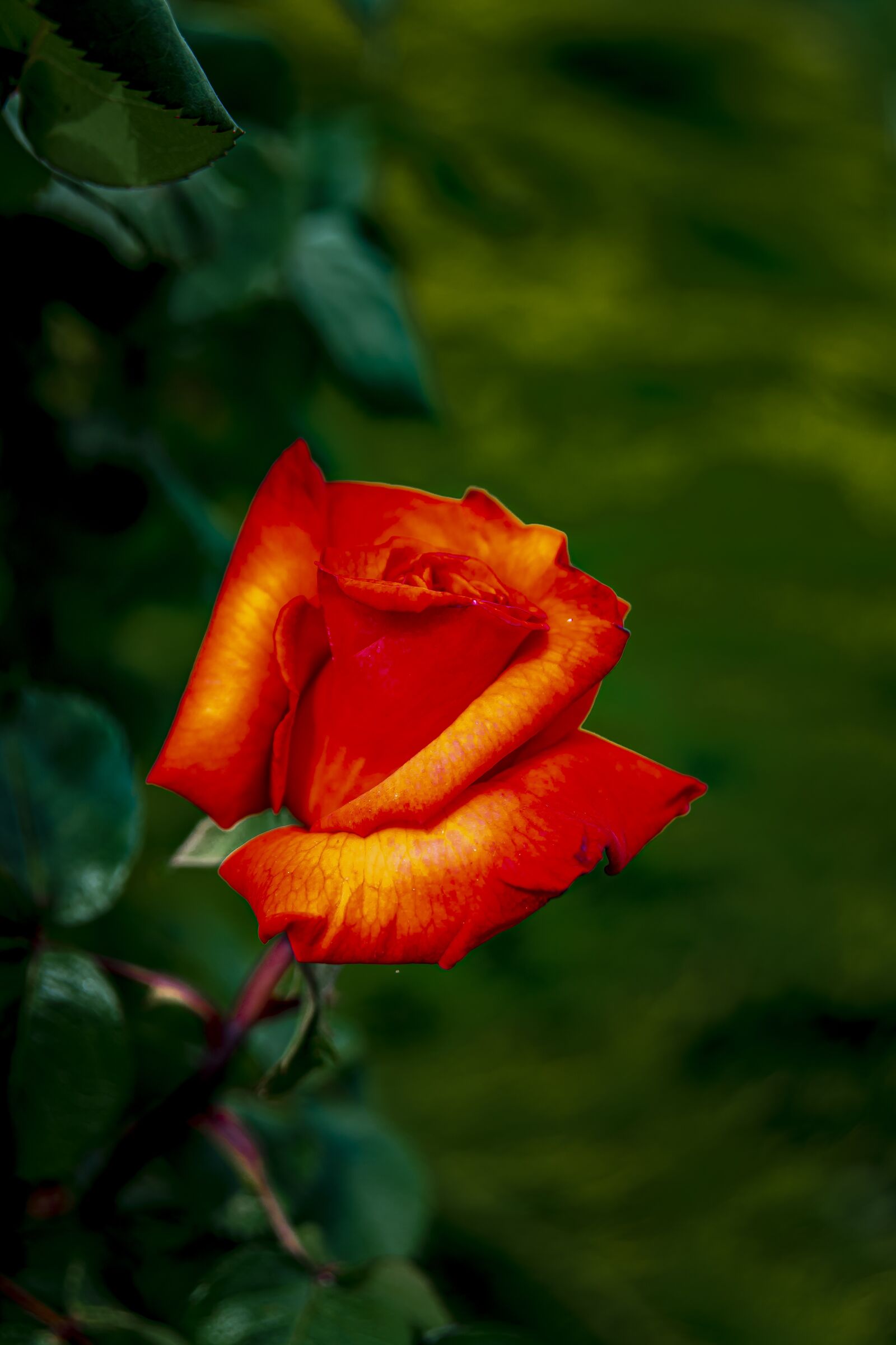 Nikon D7500 sample photo. Flower, pink, nature photography
