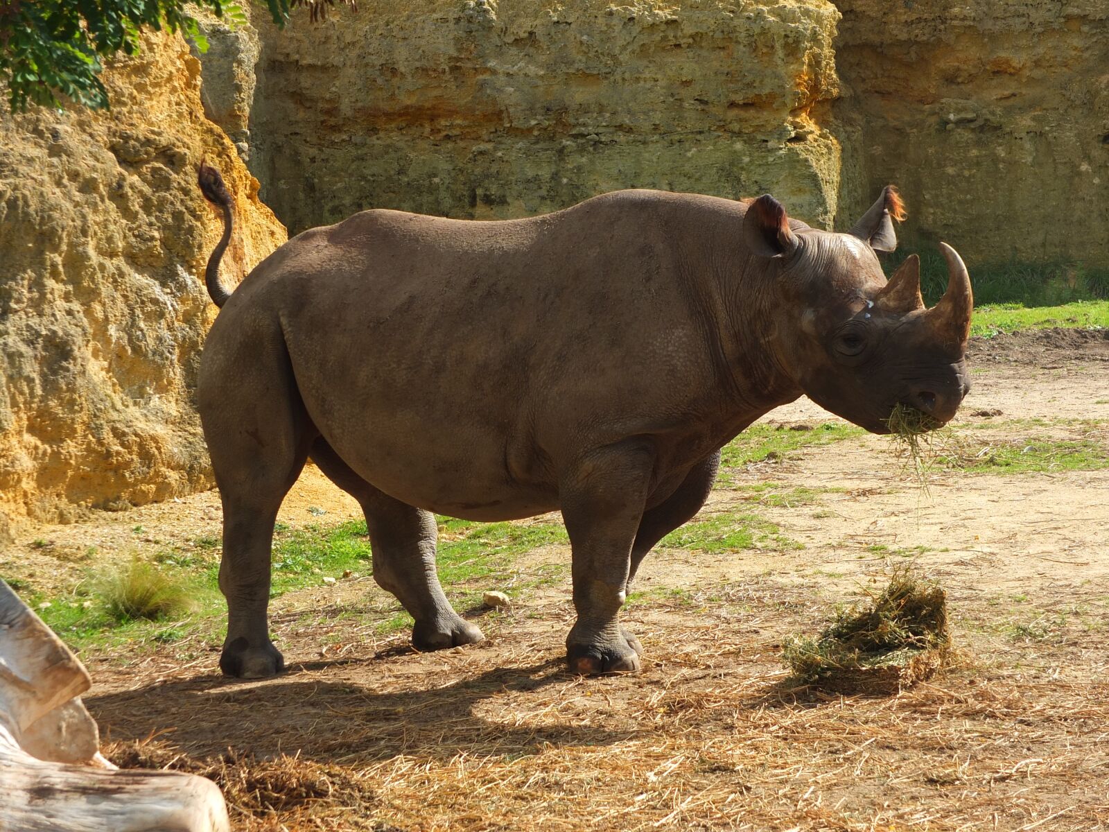 Fujifilm X-S1 sample photo. Rhinoceros, black rhinoceros, africa photography