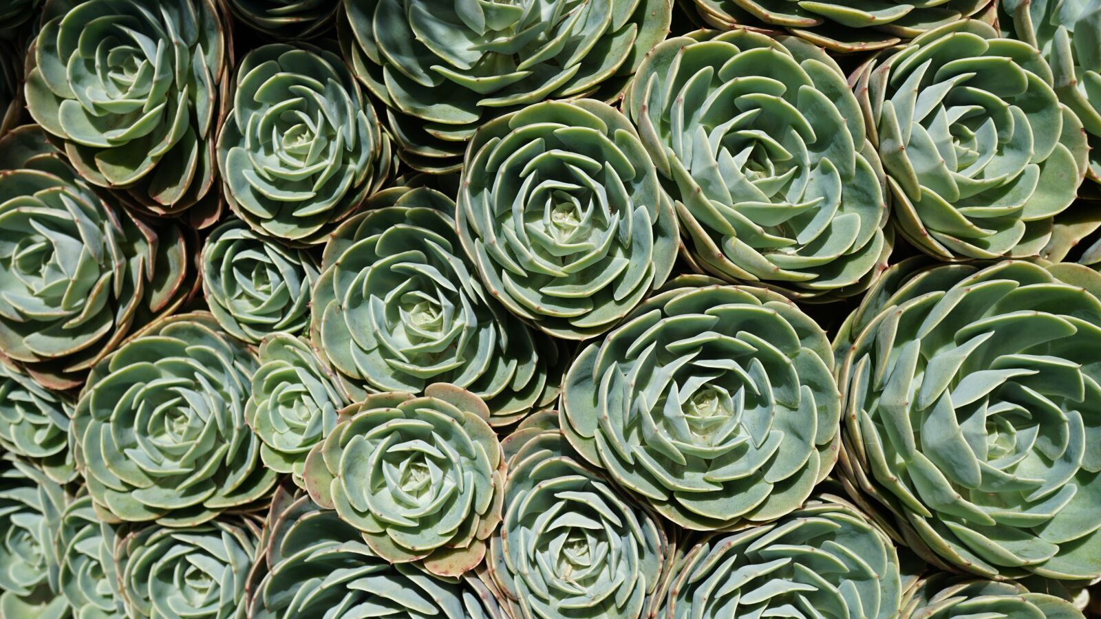 Sony E 30mm F3.5 Macro sample photo. Succulent, plant, sleeve photography