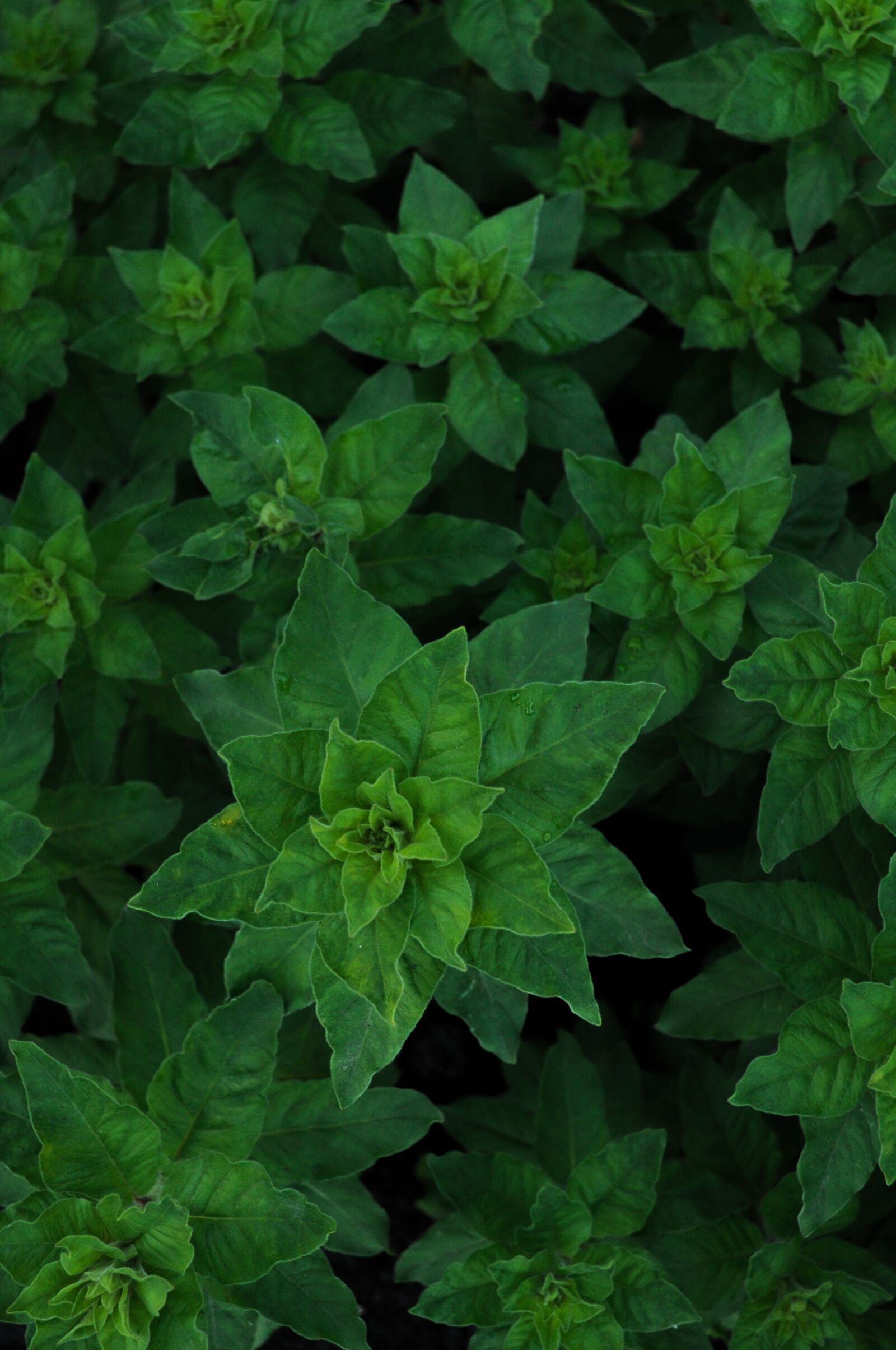 Nikon D5000 sample photo. Nature, plants, green photography