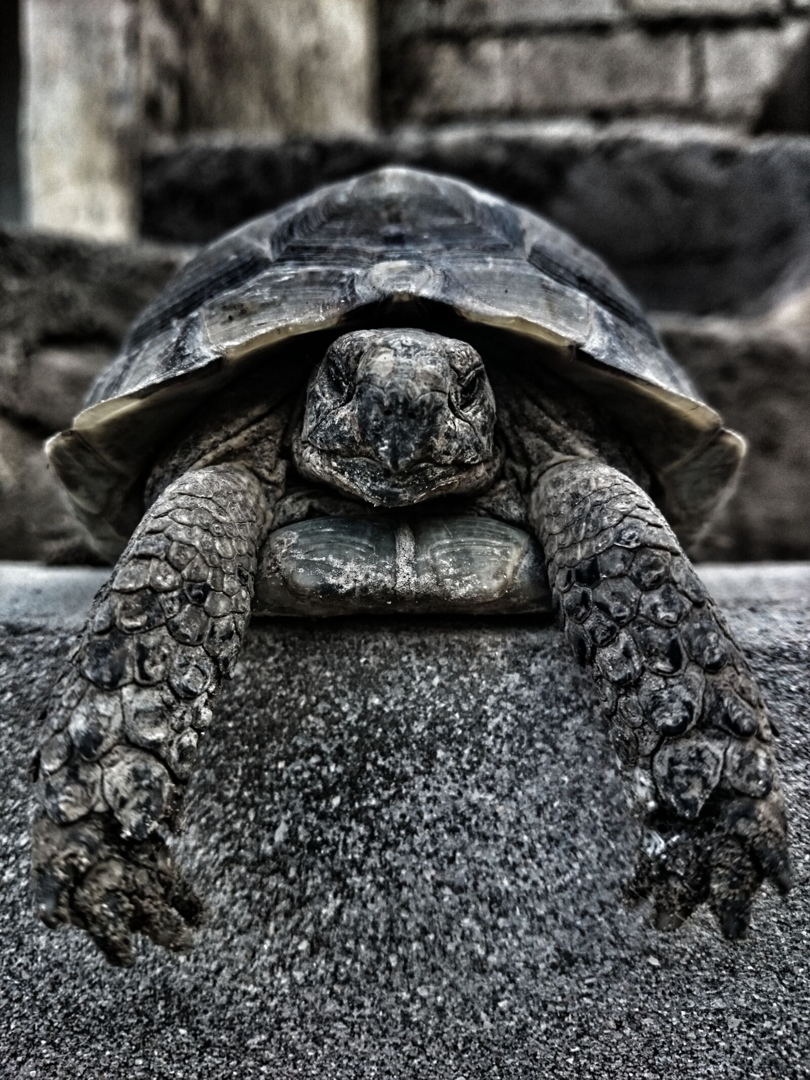 Sony Xperia Z1 sample photo. Reptile, turtle, nature photography