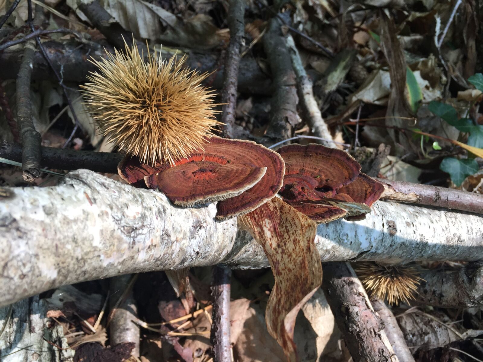 Apple iPhone 6 sample photo. Autumn, mushrooms, curly photography