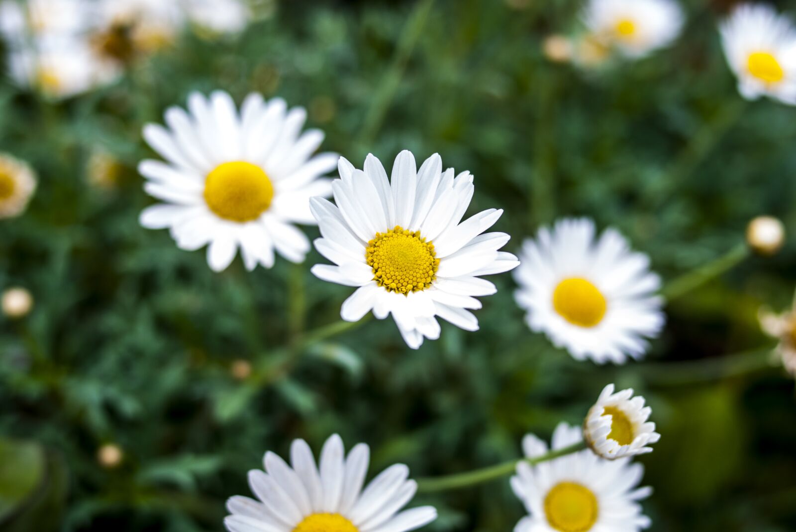 Nikon D60 sample photo. Nature, flower, summer photography