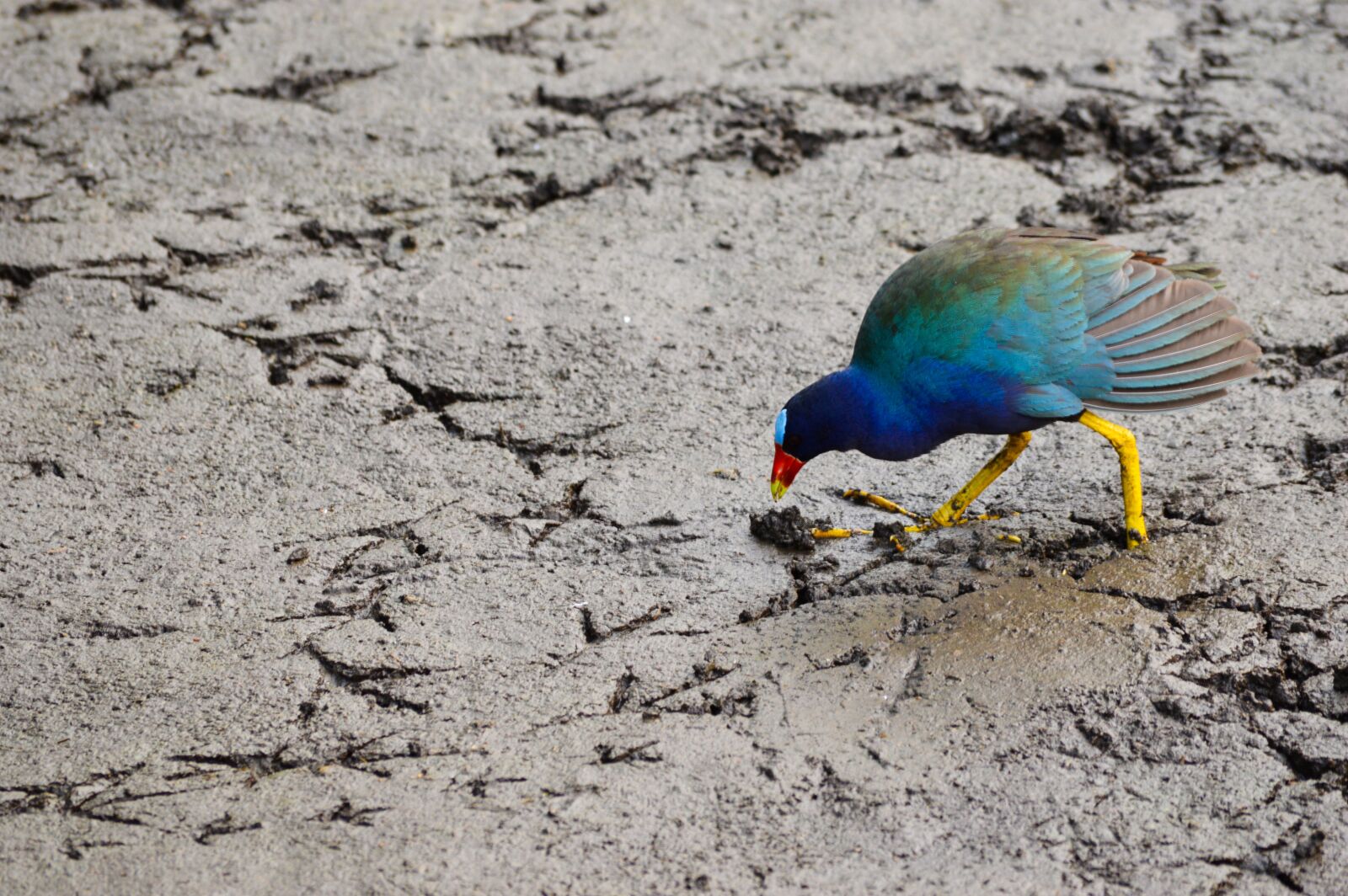 Nikon D3200 sample photo. Bird, eat, wild photography