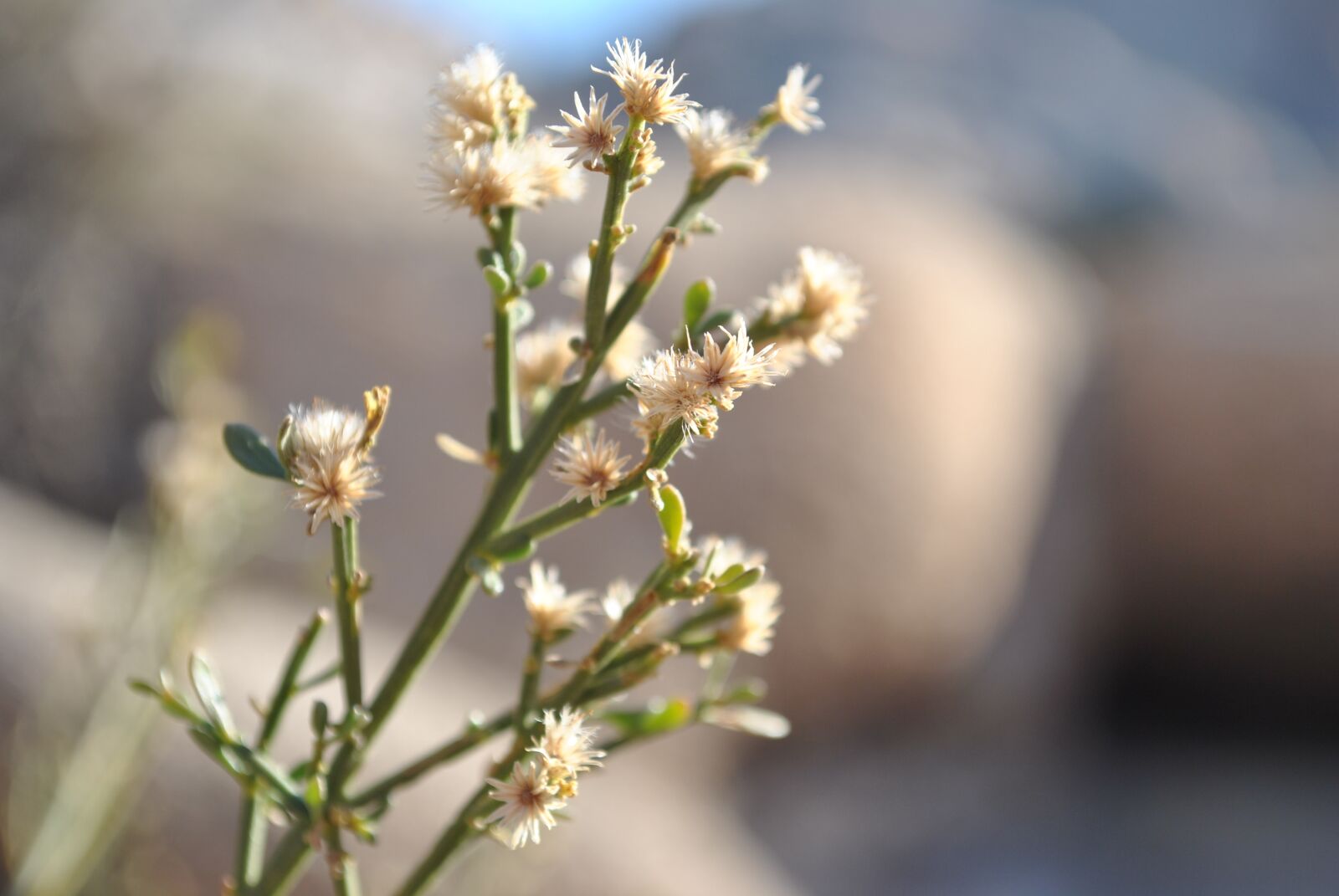 Nikon D3000 sample photo. Nature, outdoors, flower photography