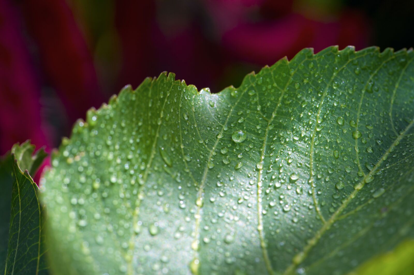 Nikon D4S sample photo. Leaf, wet, flower photography