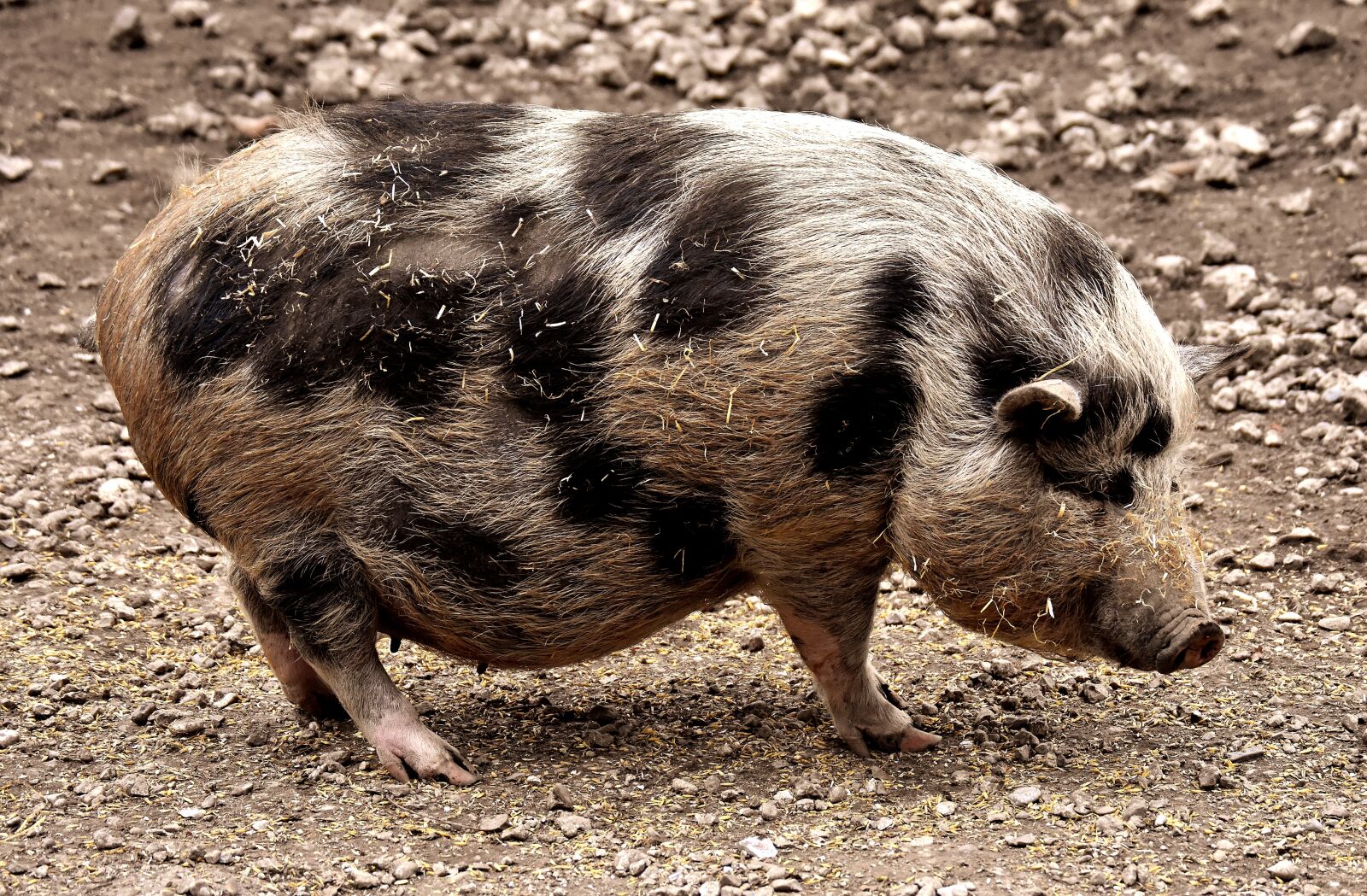 Nikon D7200 sample photo. Miniature pig, pregnant, animal photography