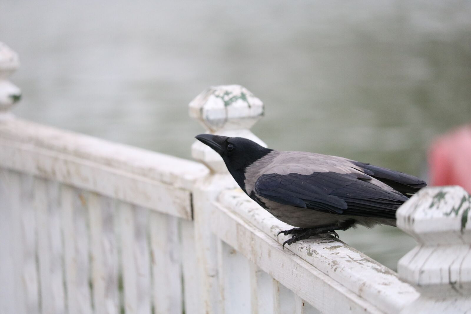 Canon EOS 750D (EOS Rebel T6i / EOS Kiss X8i) sample photo. Birds, nature, outdoor photography