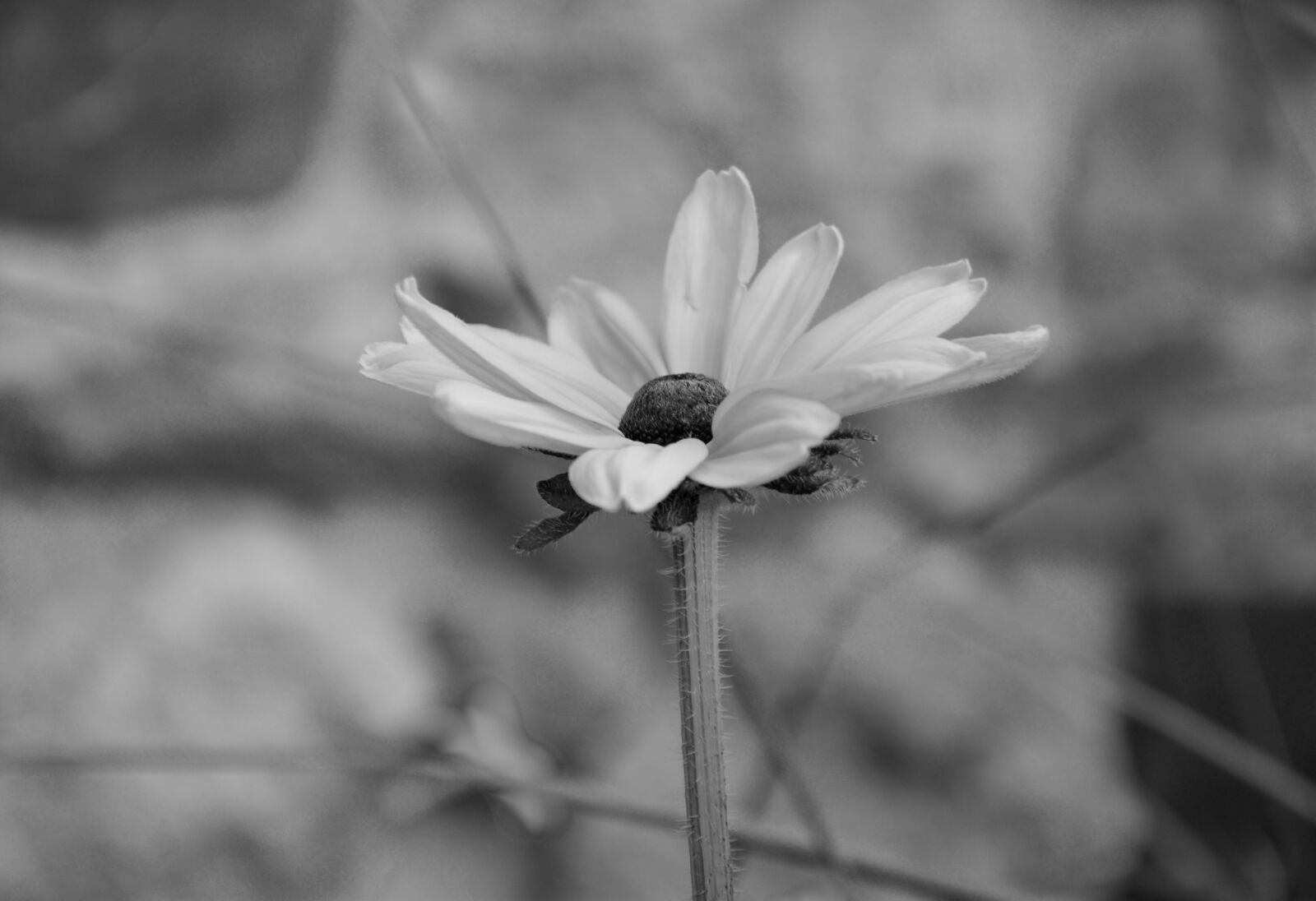 Nikon D5200 sample photo. Flower, photo black white photography