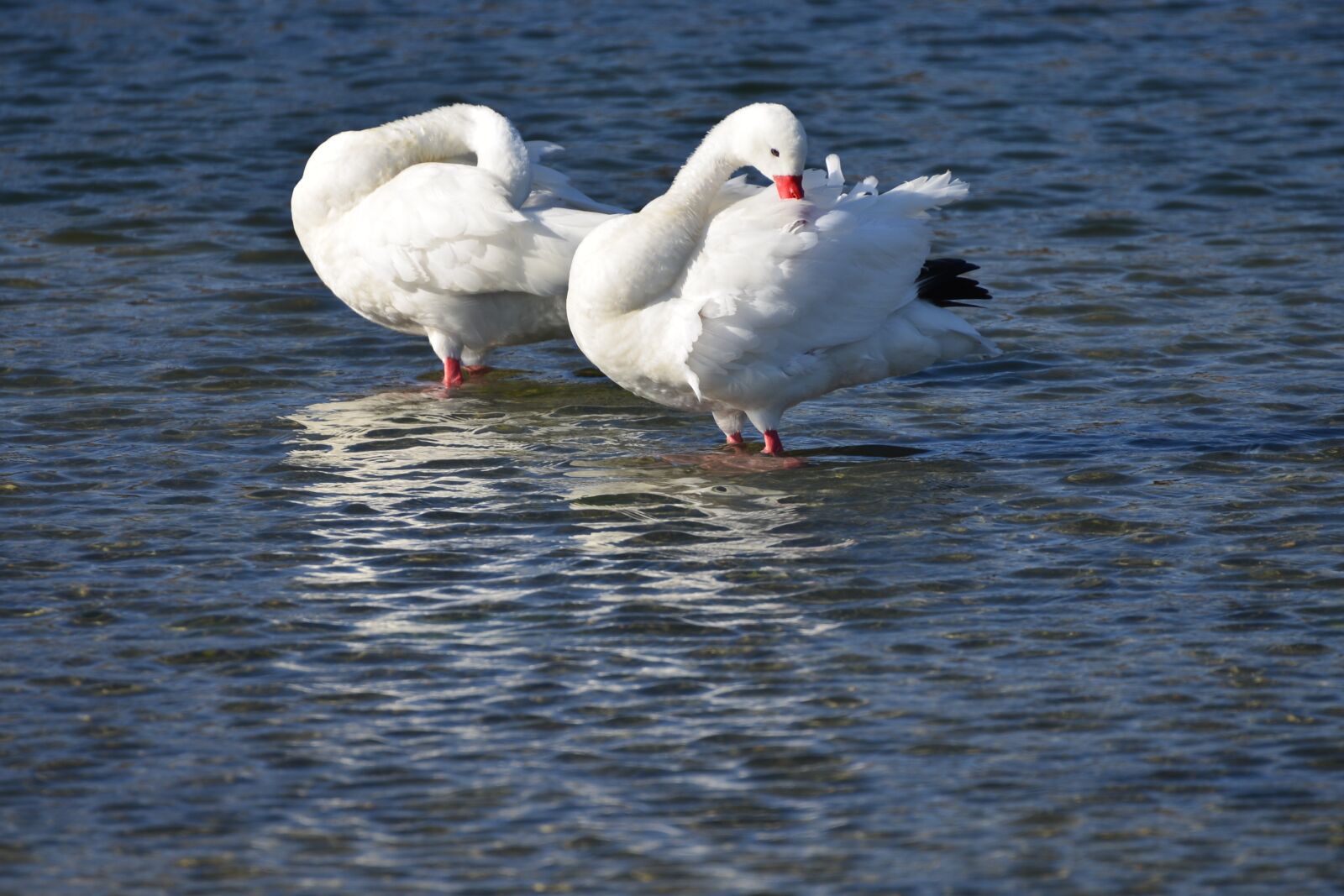 Nikon D610 sample photo. Swans, couple, water photography