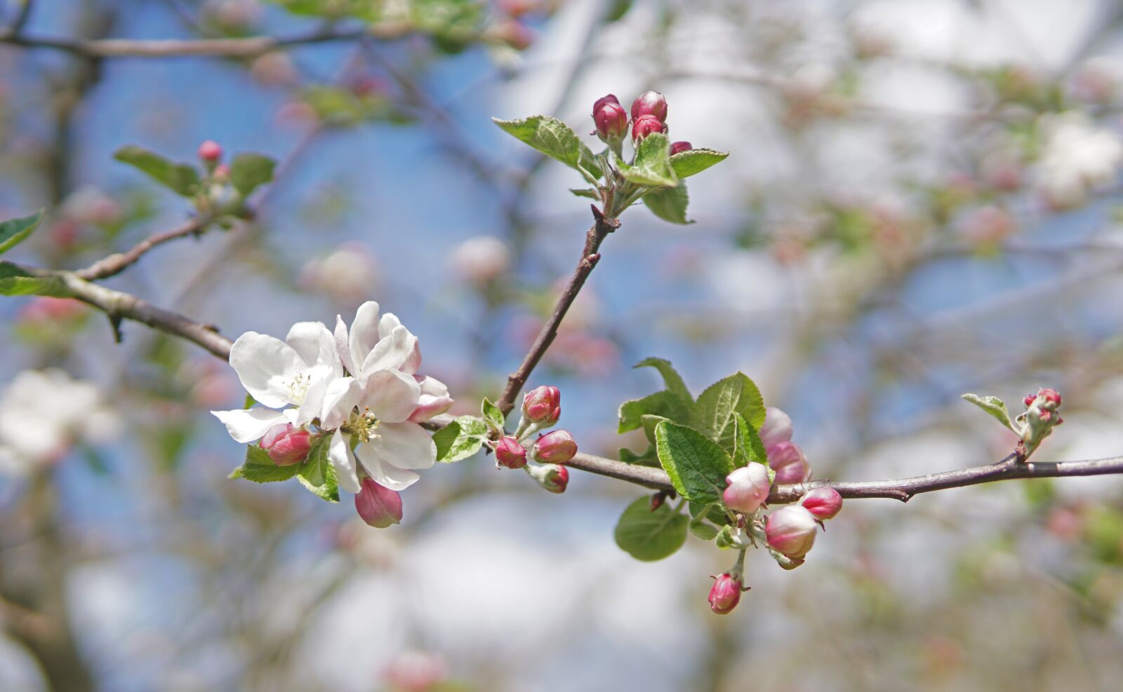 30mm F1.4 DC DN | Contemporary 016 sample photo. Flower, apple tree, apple photography