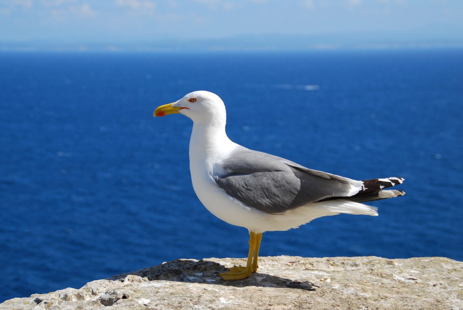 Nikon D60 sample photo. Seagull, sea, bird photography